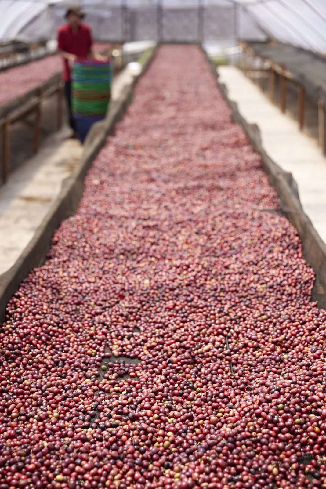Cafe_Imports_Sumatra_Asman5-2025-10-20-165721.jpg