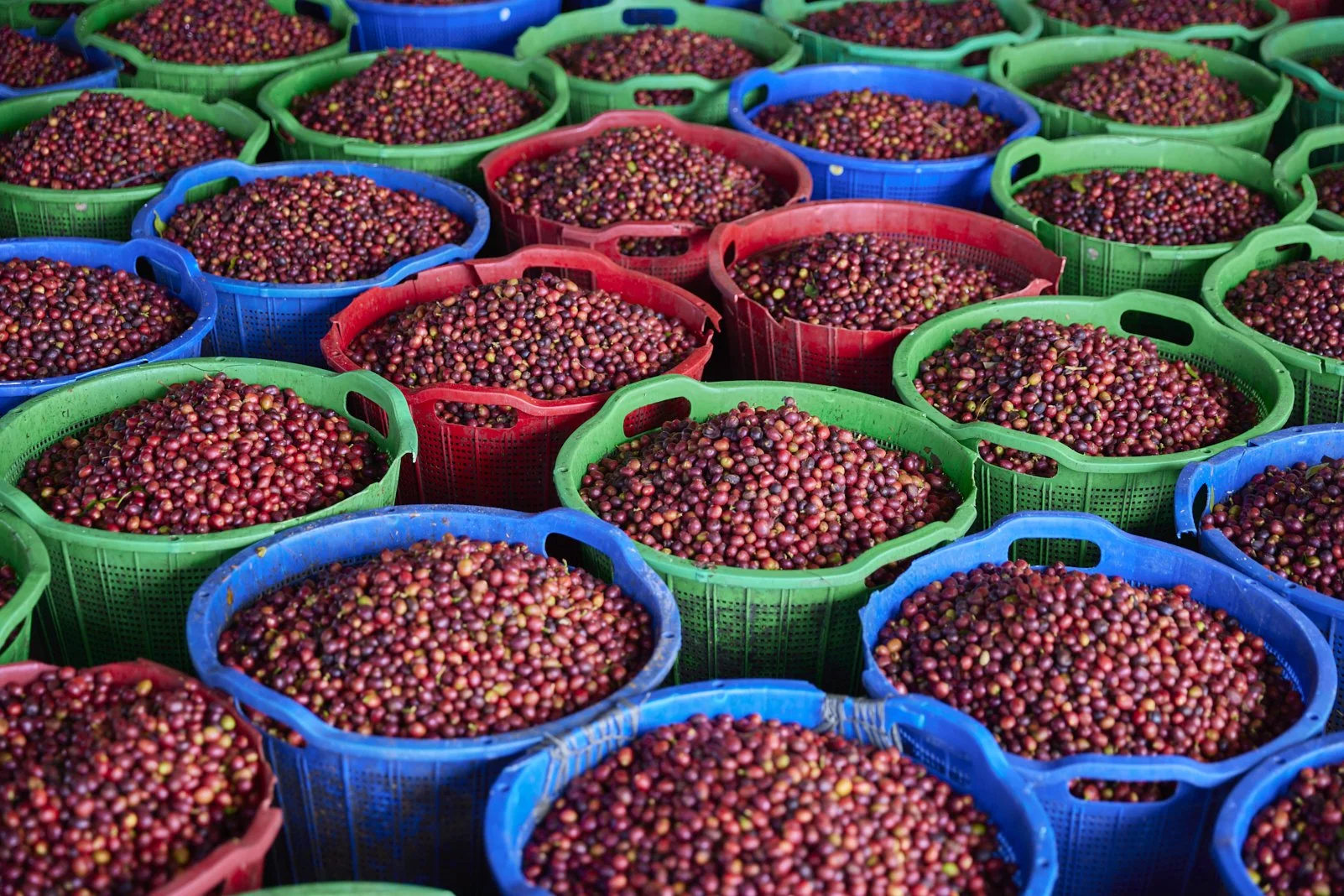 Cafe_Imports_Sumatra_Asman1-2025-10-20-165724.jpg