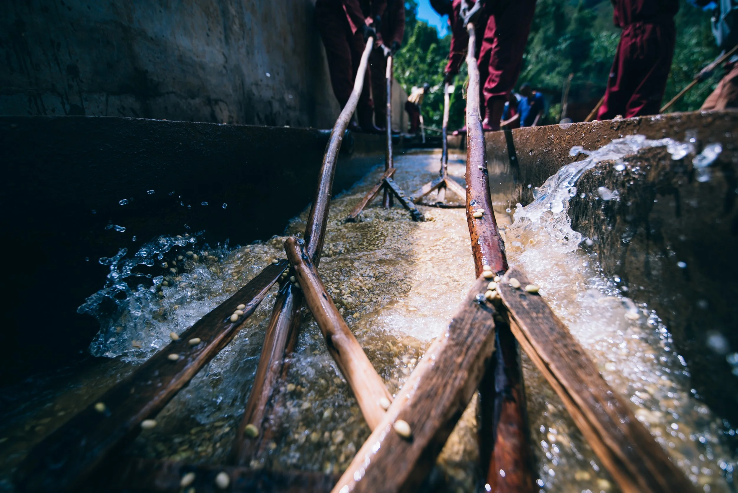 Ethiopia Aricha washing station.jpg