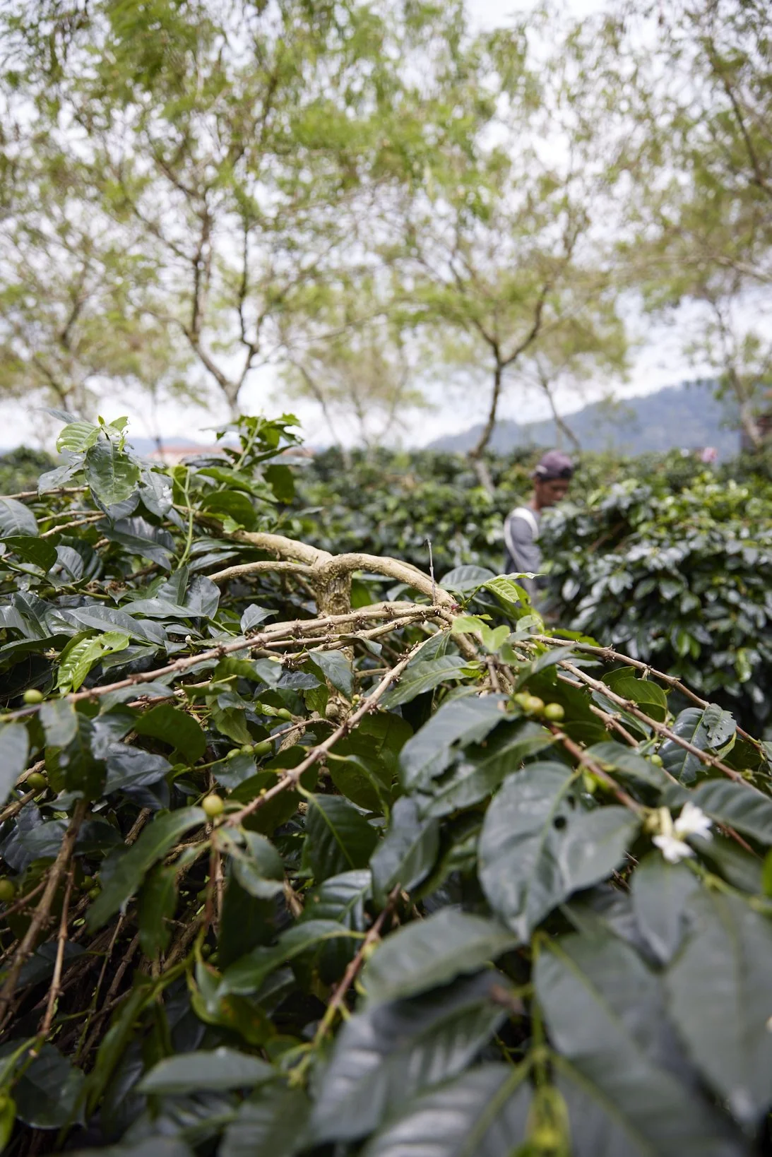 Cafe_Imports_Sumatra_Asman12-2025-10-20-165719.jpg