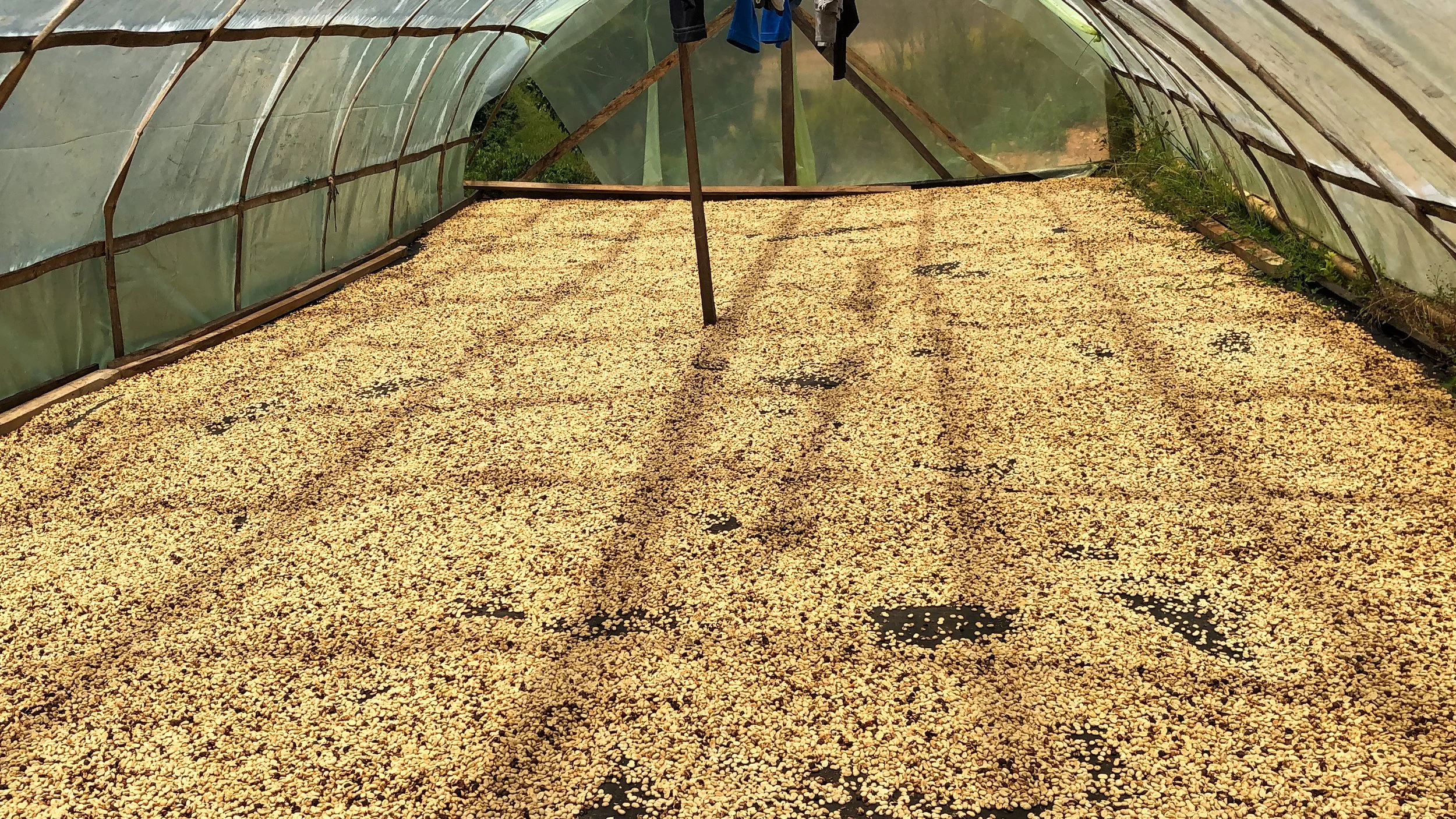 Cafe_Imports_Colombia_WCP_ARGCAFEE-4-2023-03-03-003822.jpg