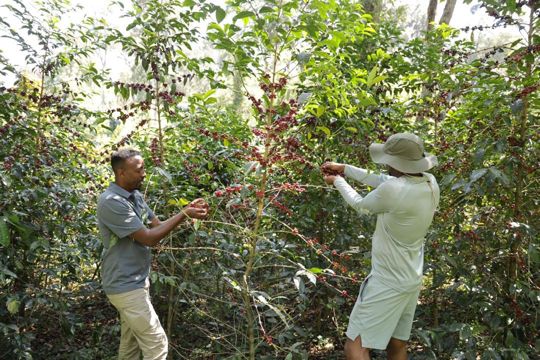 Cafe_Imports_Ethiopia_Kayon_Mountain-21-2025-01-02-182922.jpg