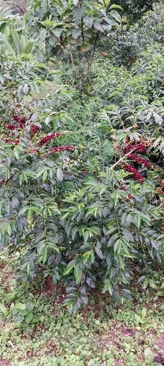 Cafe_Imports_Ethiopia_Bekele_Gemeda-5-2024-07-18-203626.jpg