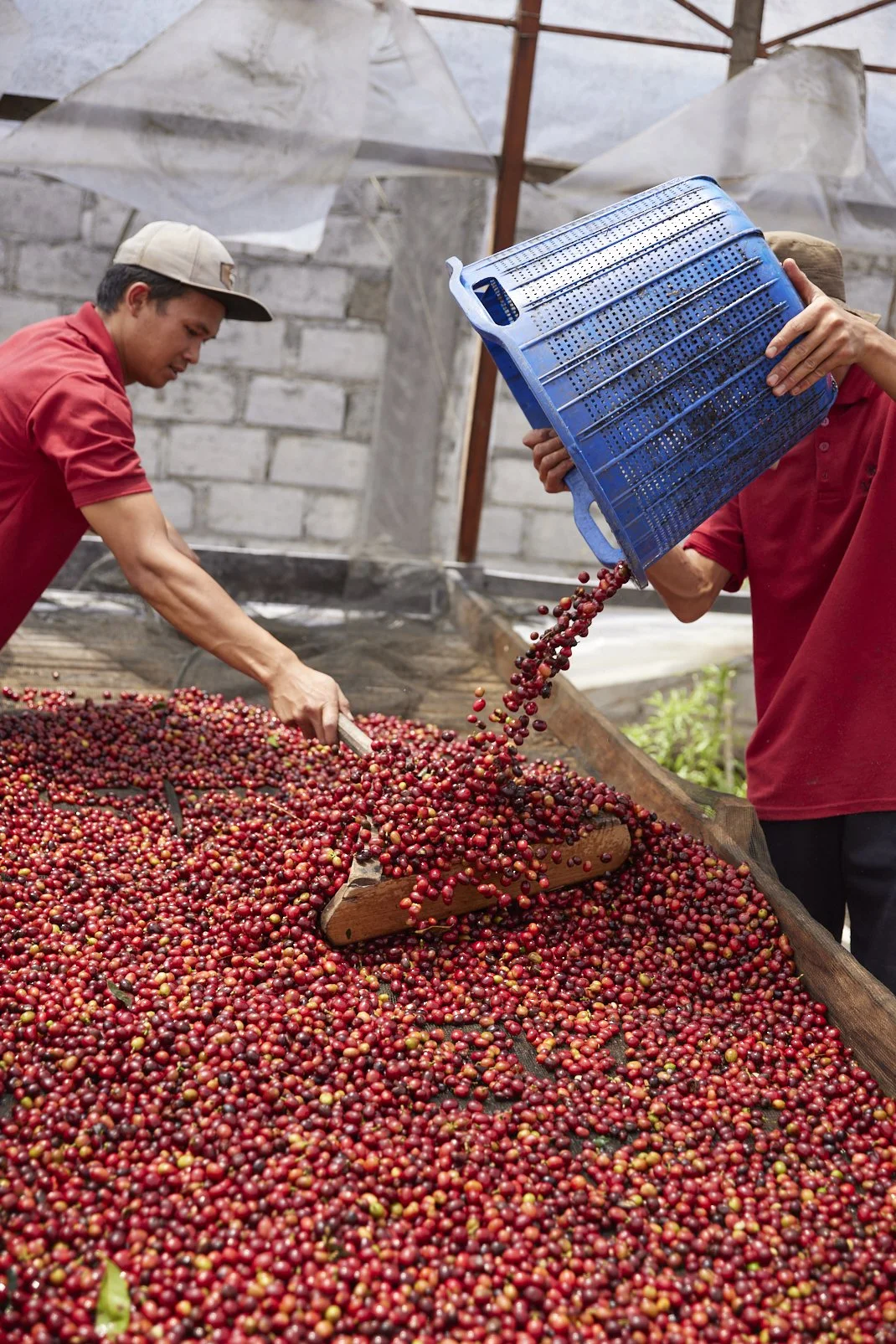 Cafe_Imports_Sumatra_Asman4-2025-10-20-165724.jpg