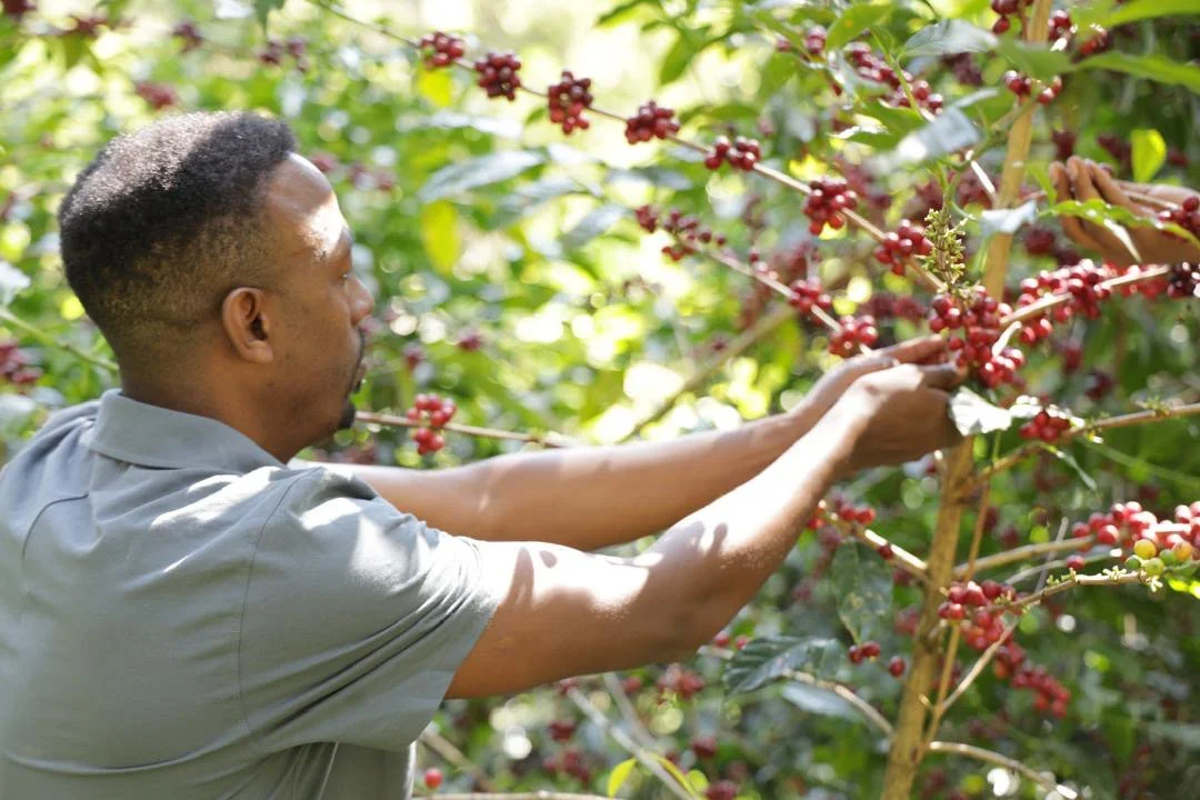 Cafe_Imports_Ethiopia_Kayon_Mountain-20-2025-01-02-182922.jpg