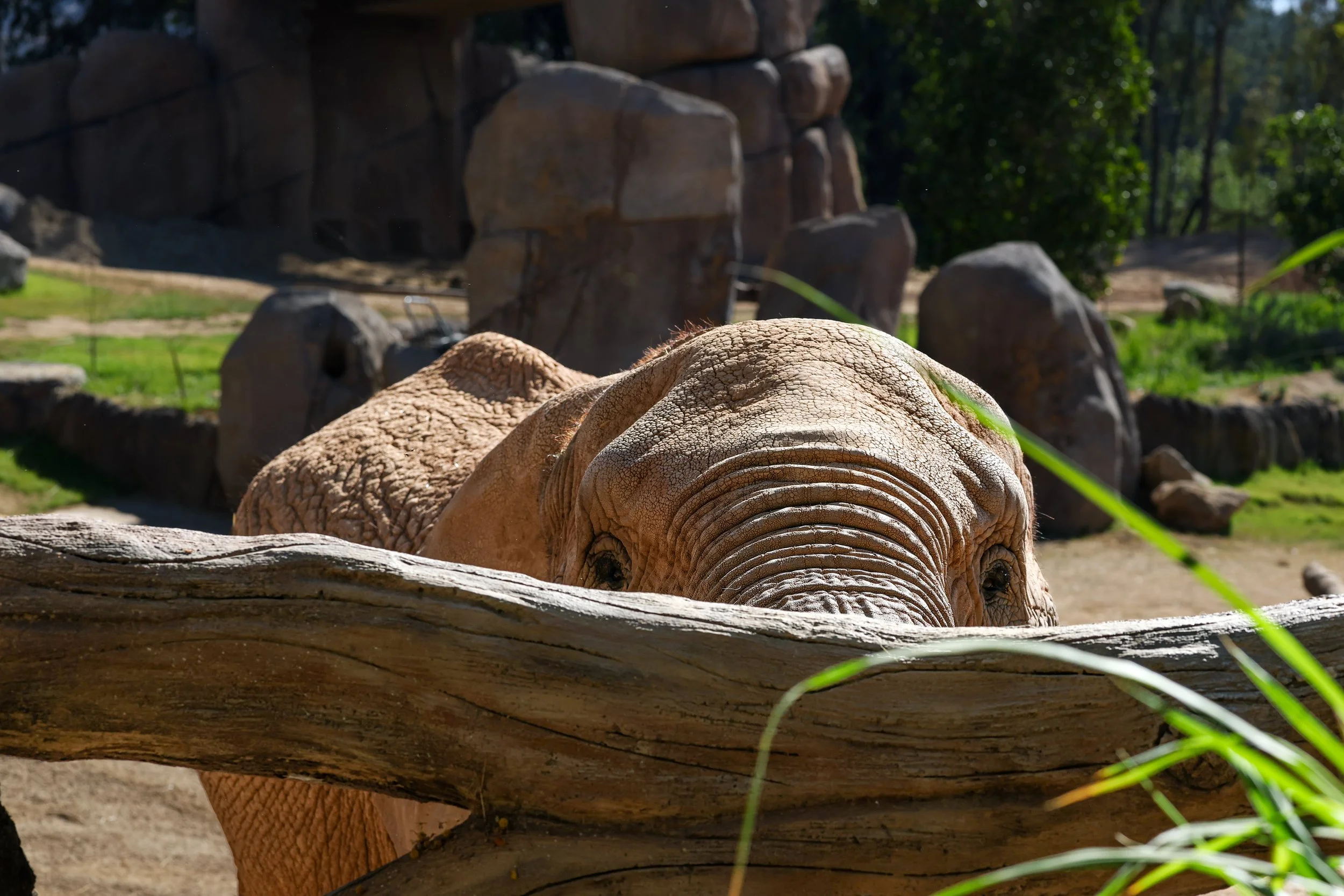 2026 San Diego Safari Park 010.jpg