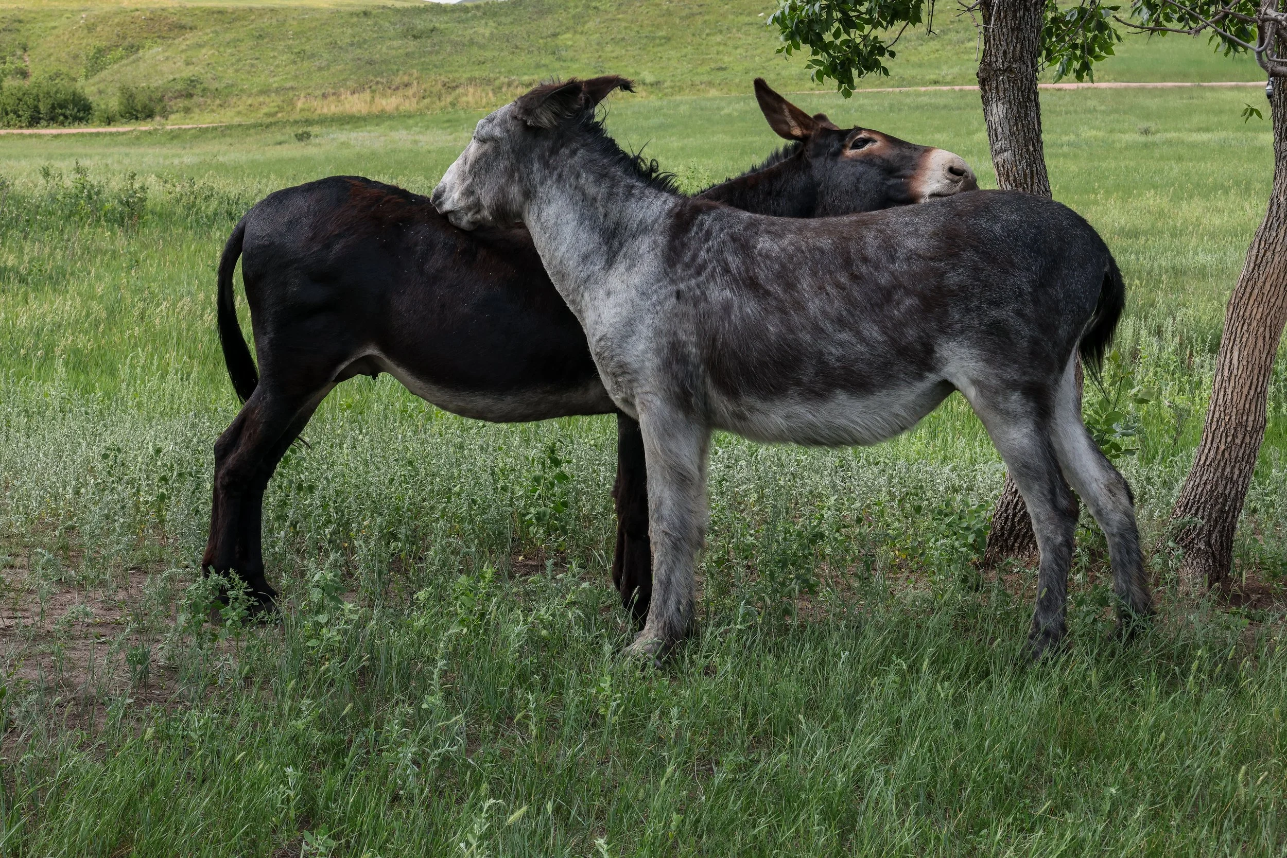 2026 South Dakota 003.jpg