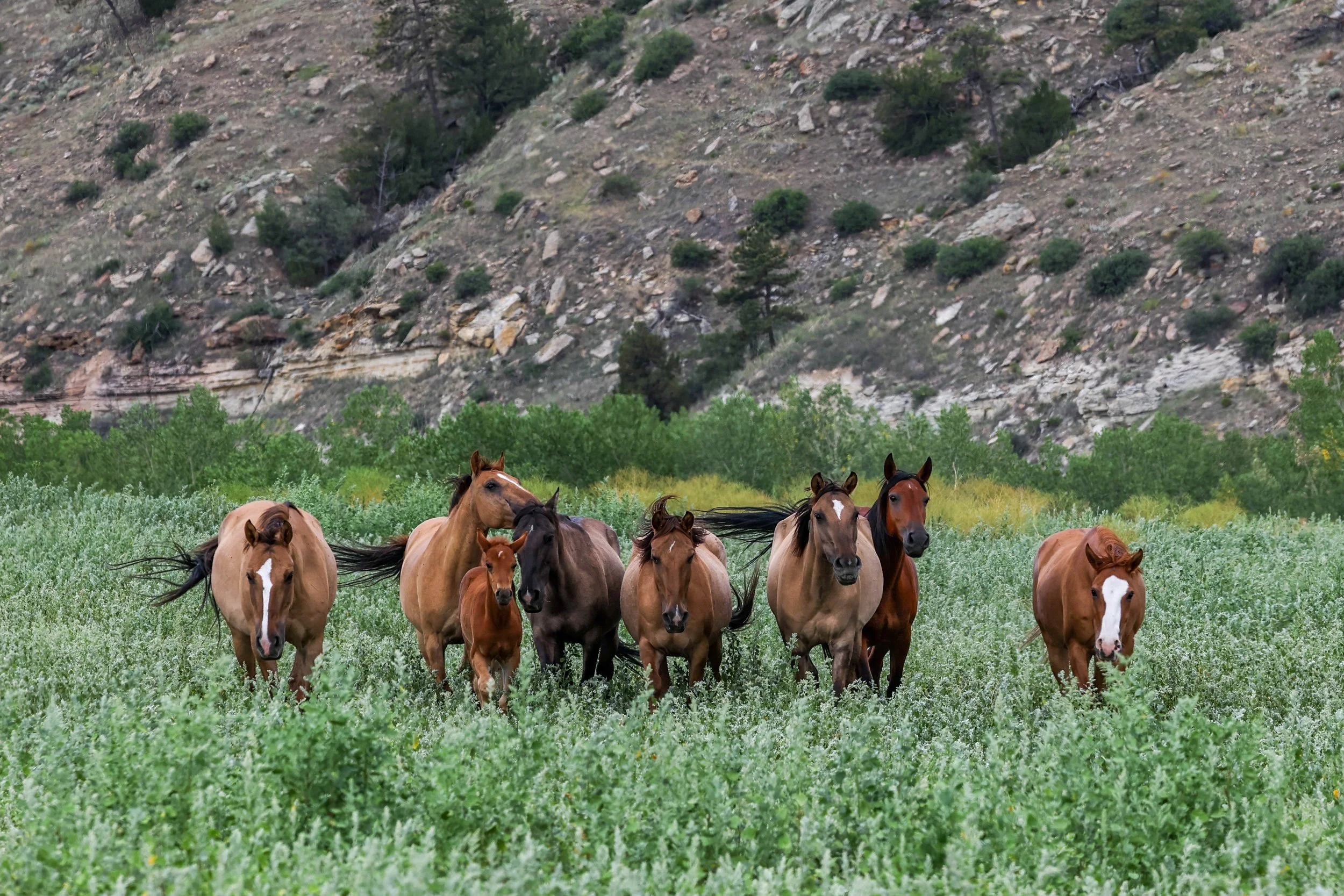 2026 Wild Horses 003.jpg
