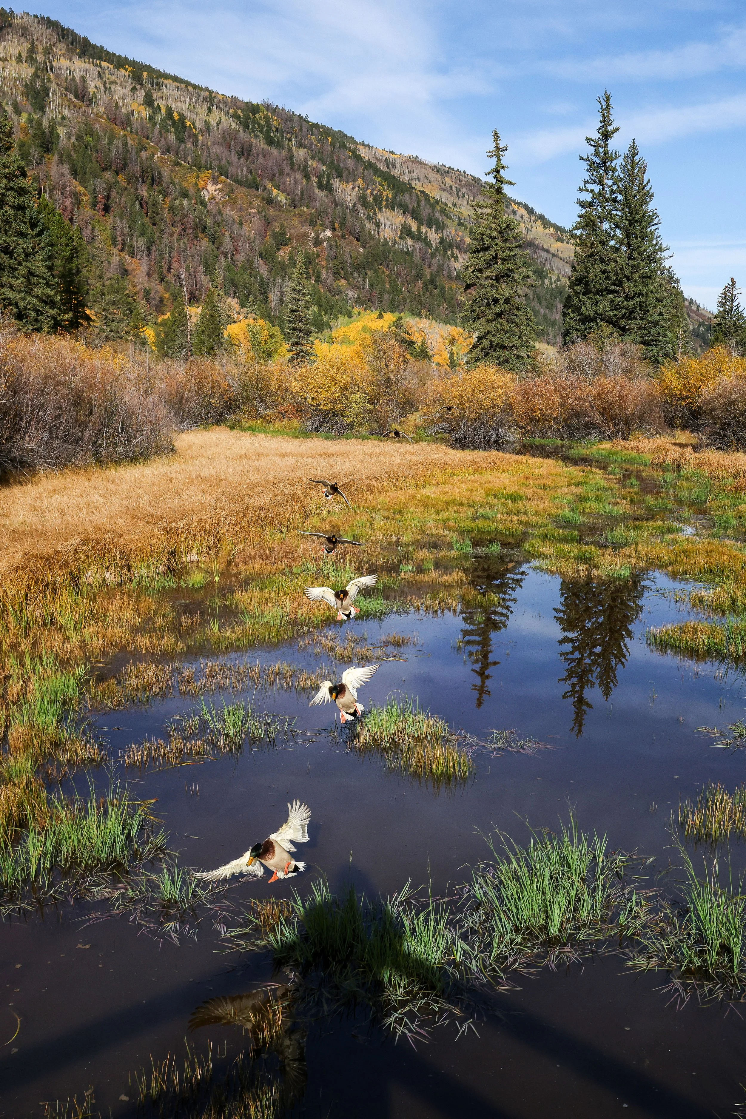 2026 Colorado Aspen 003.jpg