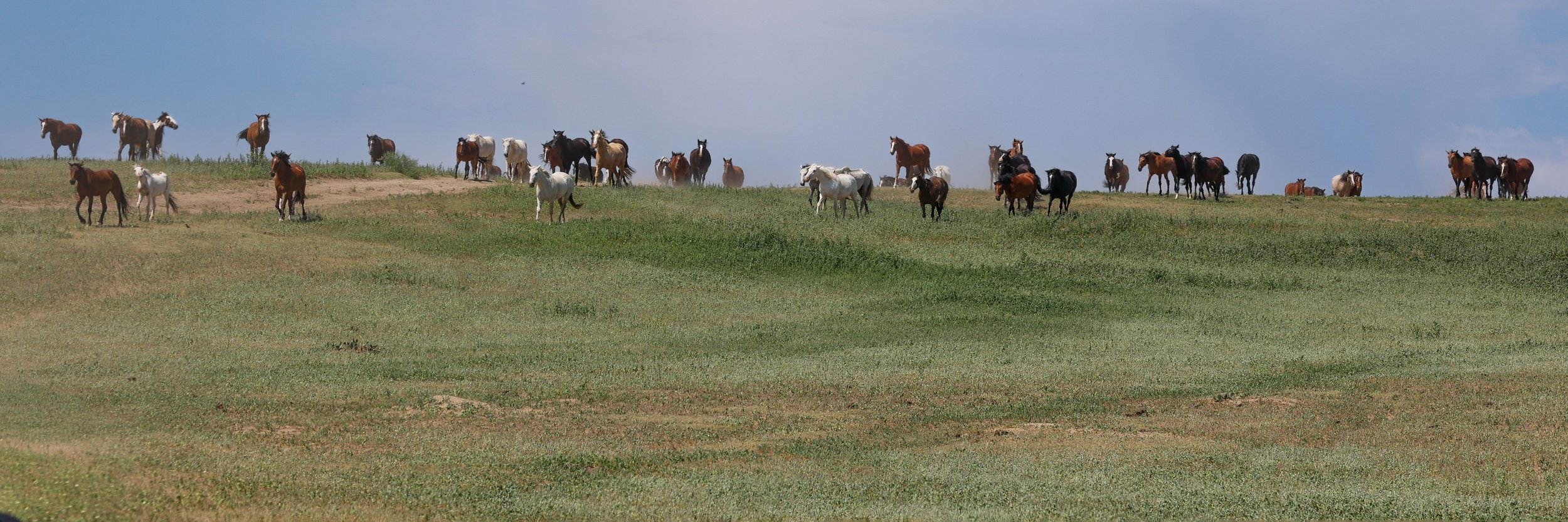 2026 Wild Horses 021.jpg