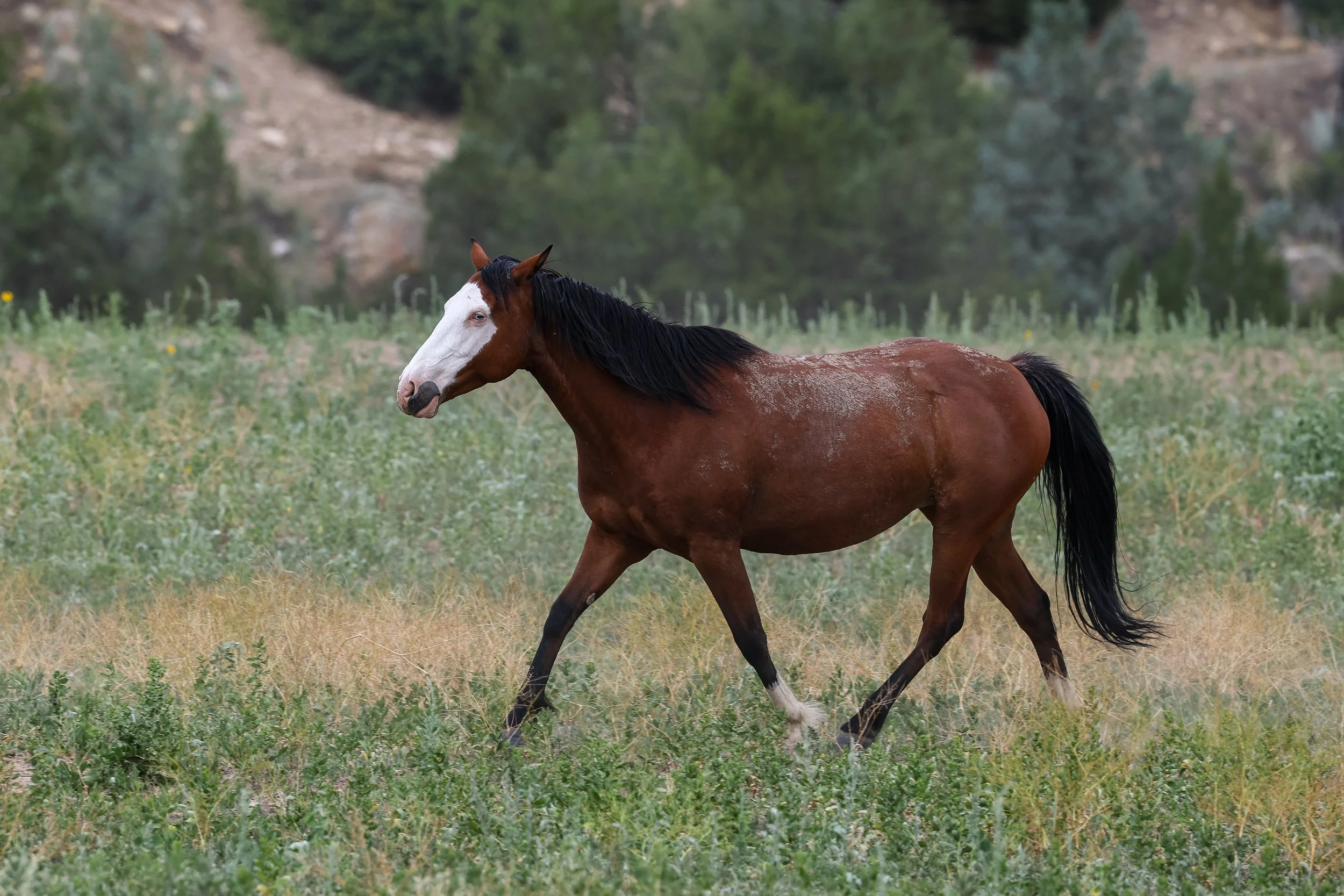 2026 Wild Horses 007.jpg