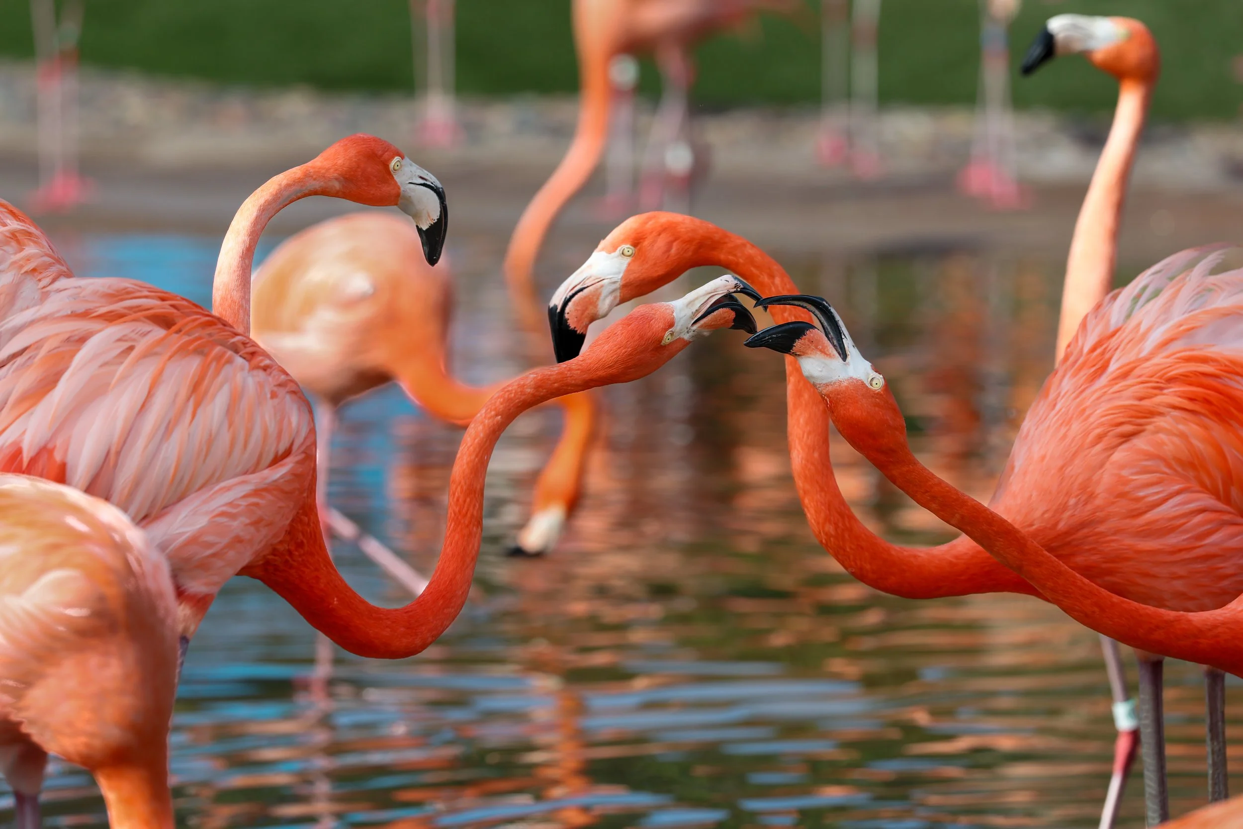 2026 Sandiego Sea World 002.jpg