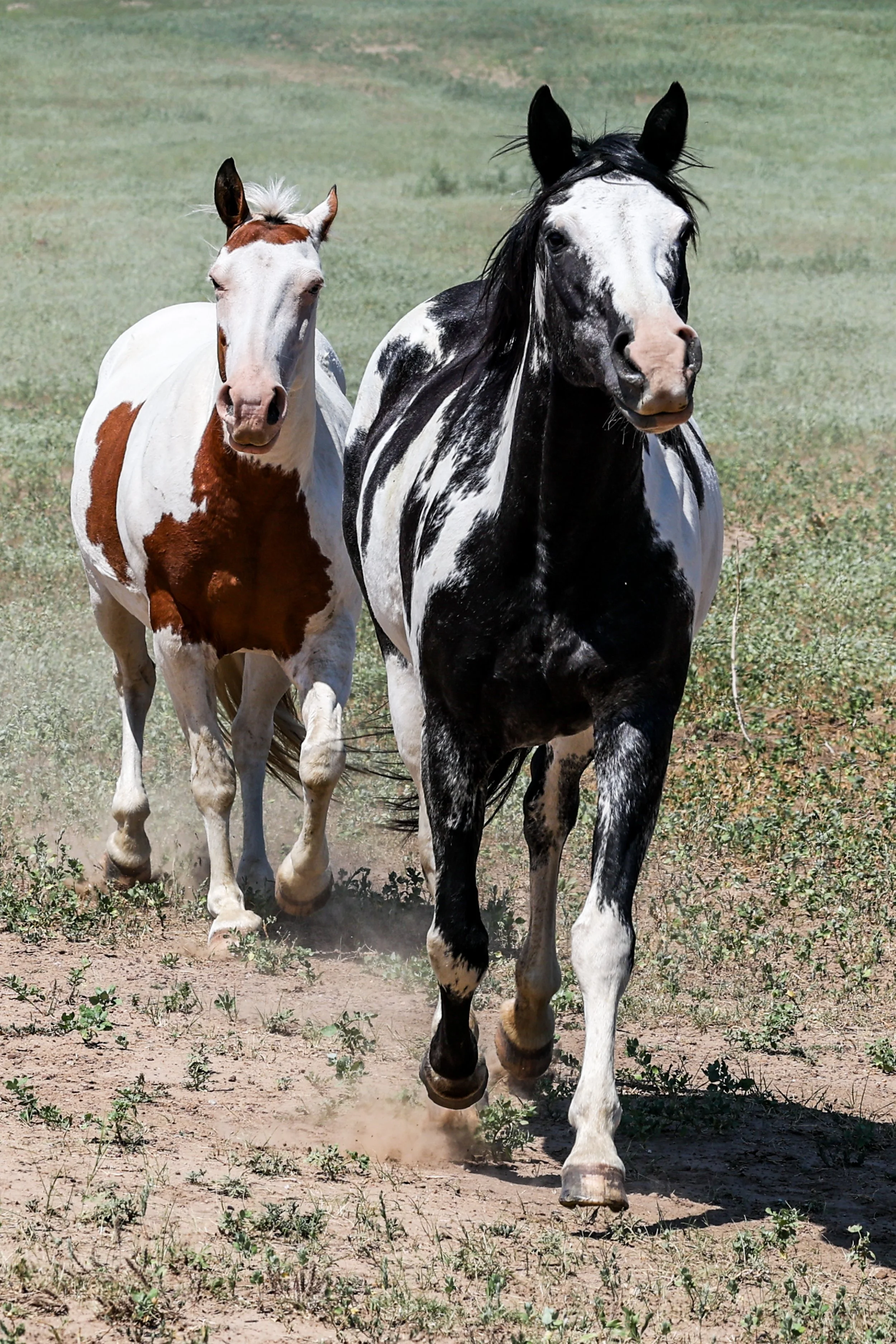 2026 Wild Horses 027.jpg
