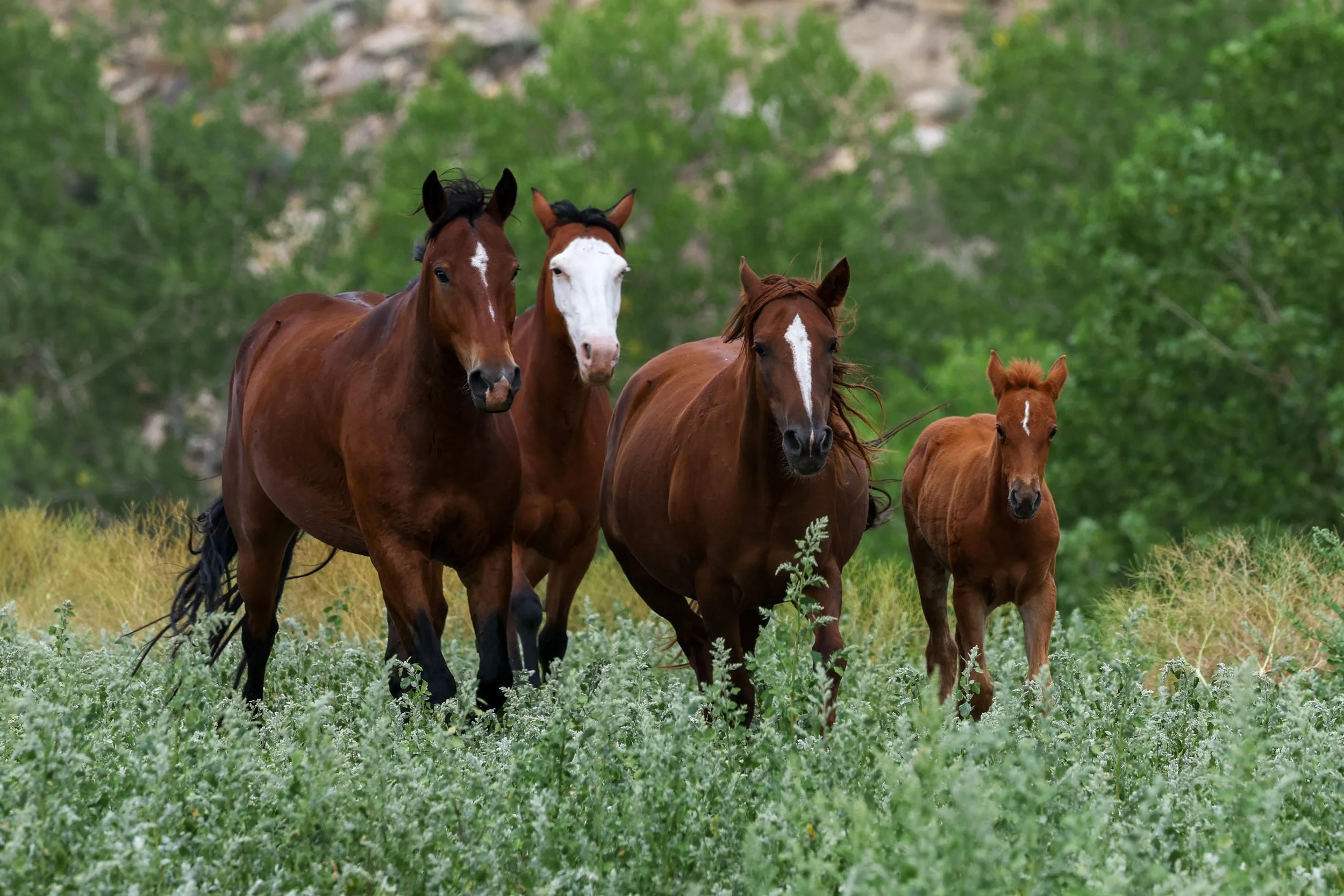 2026 Wild Horses 006.jpg