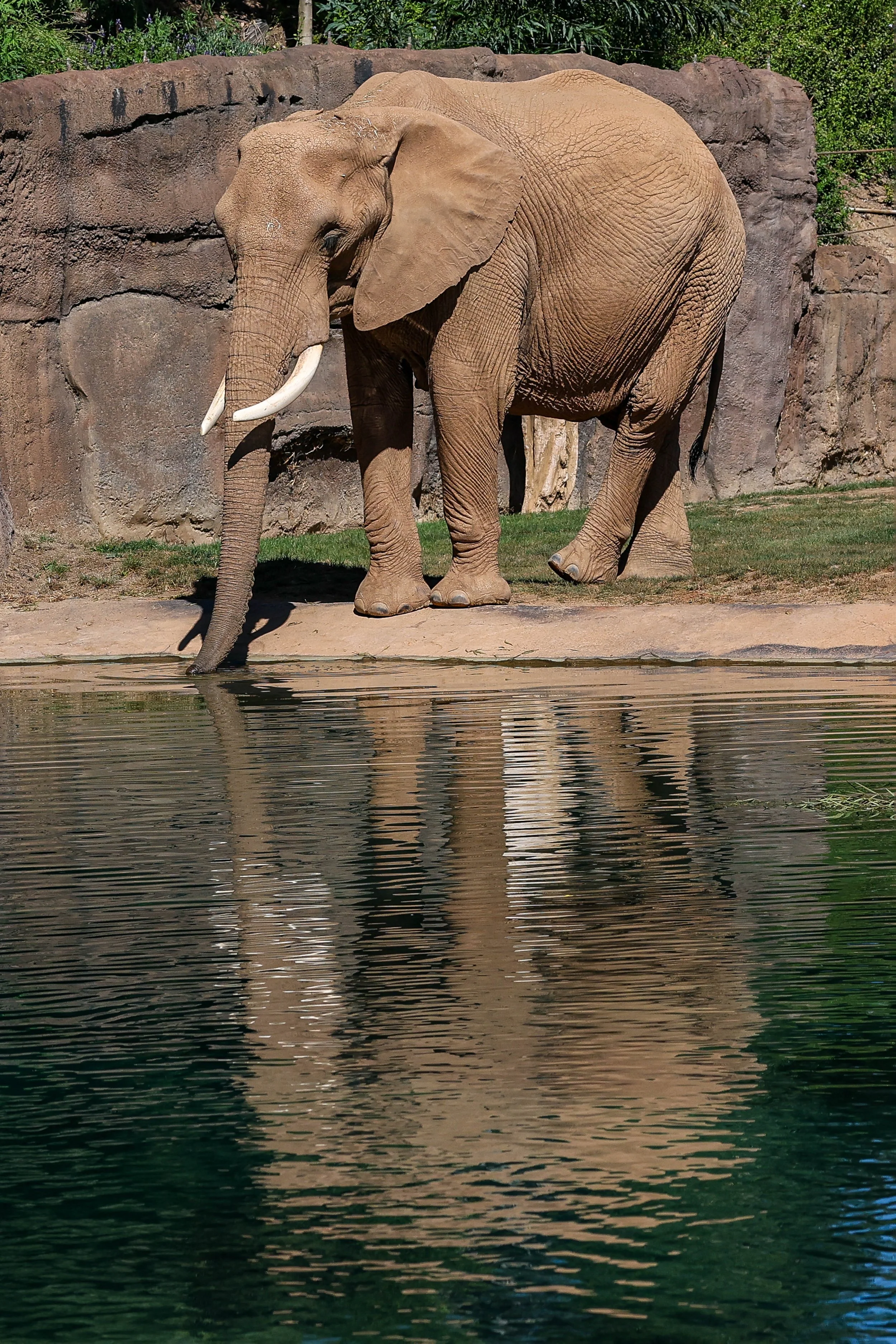 2026 San Diego Safari Park 014.jpg