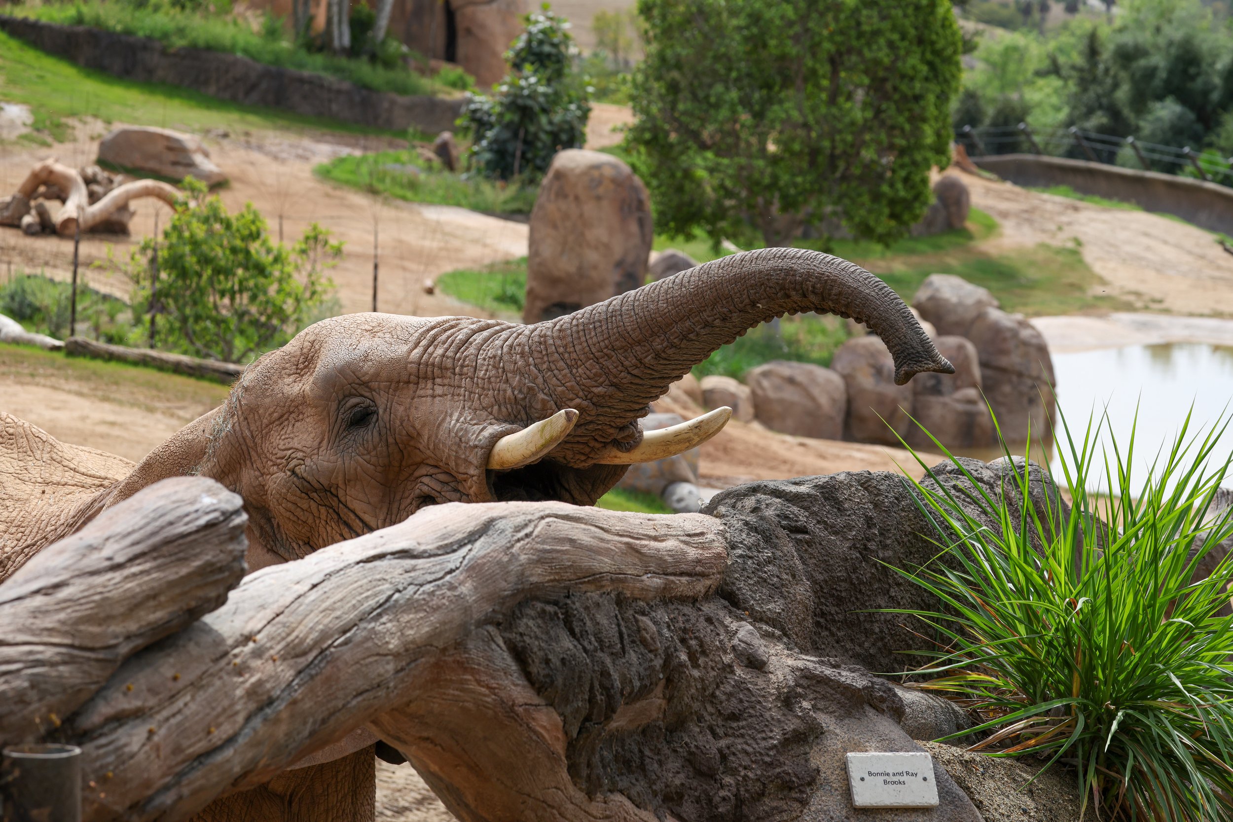 2026 San Diego Safari Park 005.jpg