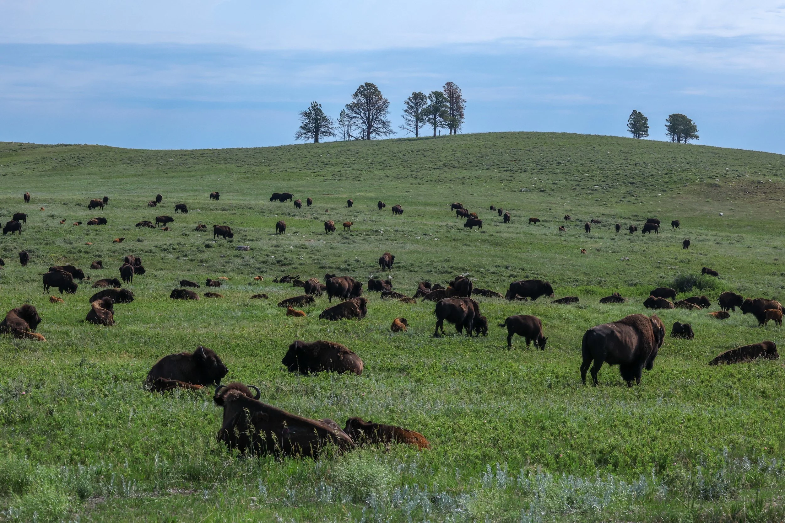 2026 South Dakota 005.jpg