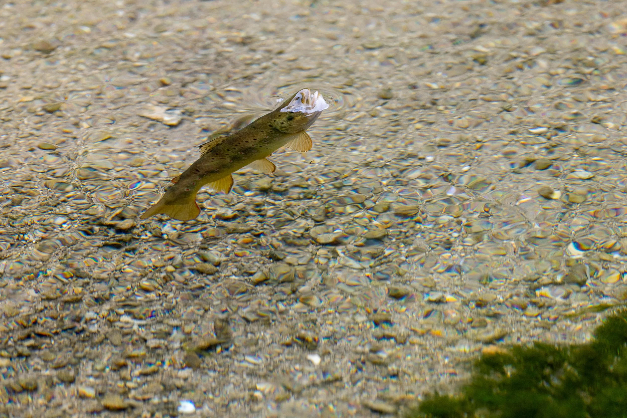 2026 South Dakota FISH 02.jpg