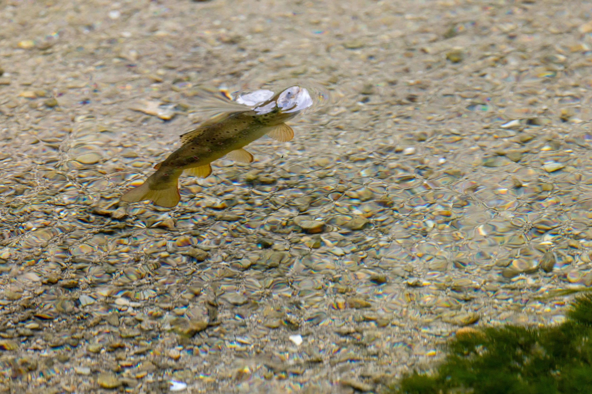 2026 South Dakota FISH 03.jpg