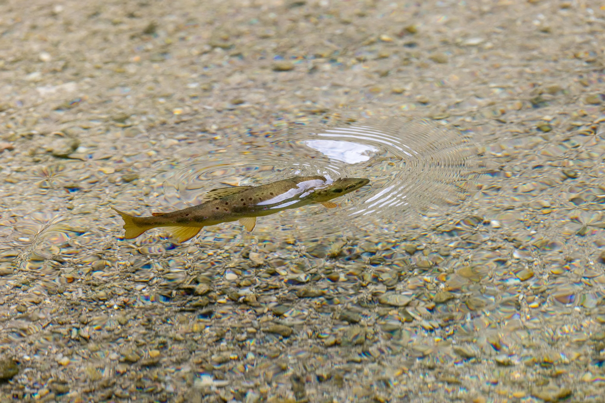 2026 South Dakota FISH 04.jpg