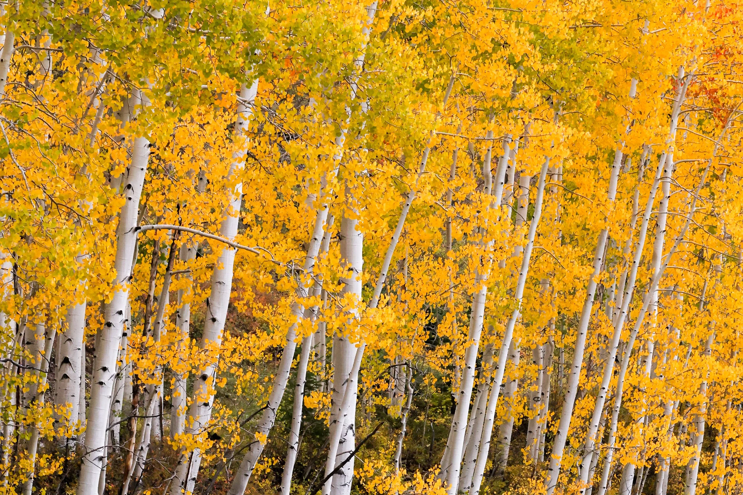 2026 Colorado Telluride 010.jpg