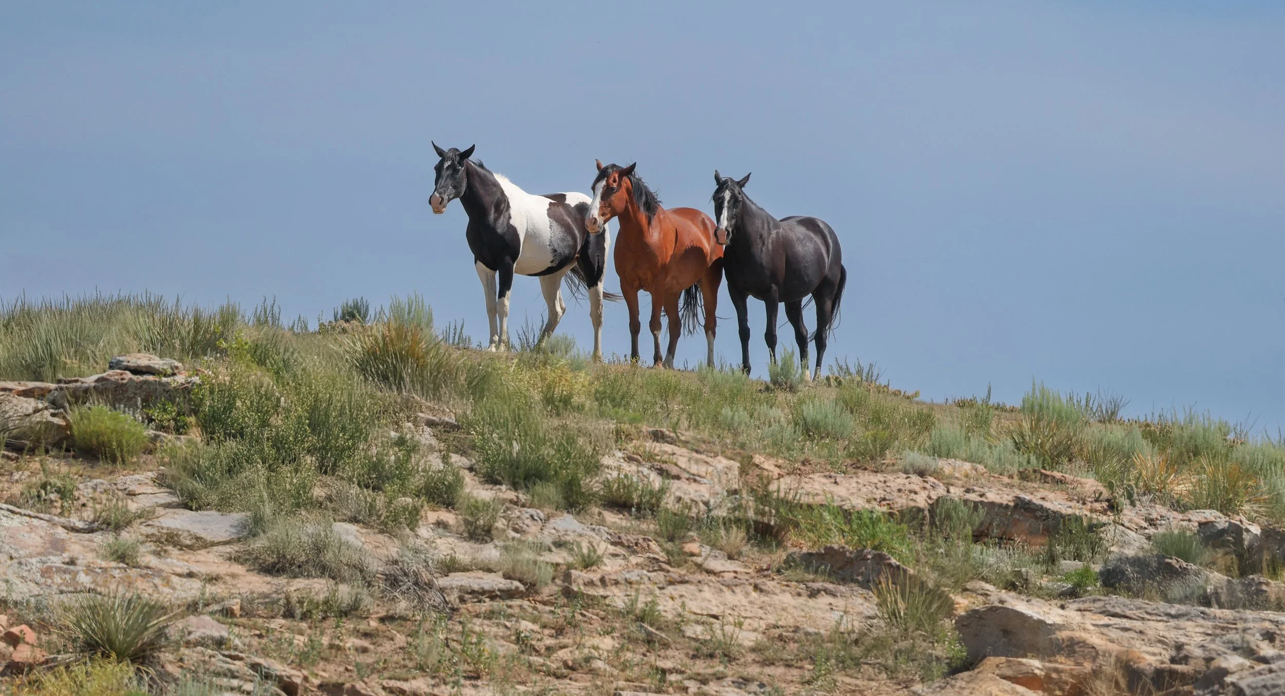 2026 Wild Horses 019.jpg