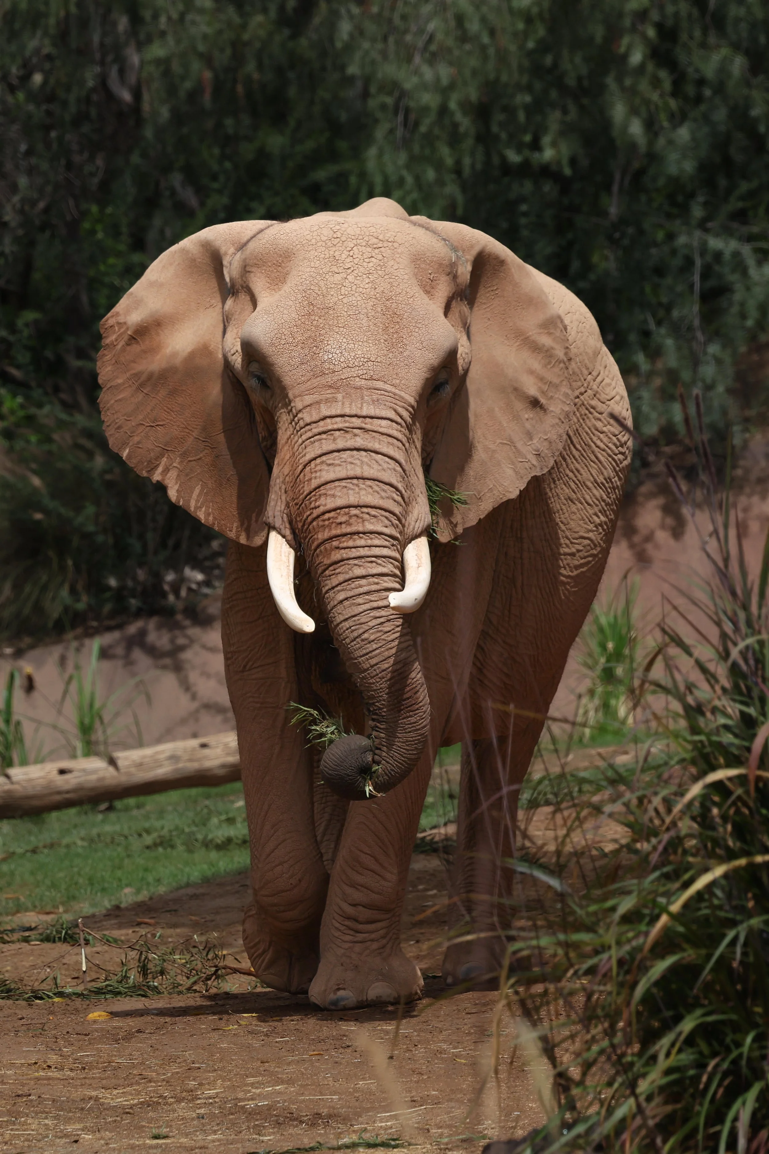 2026 San Diego Safari Park 006.jpg