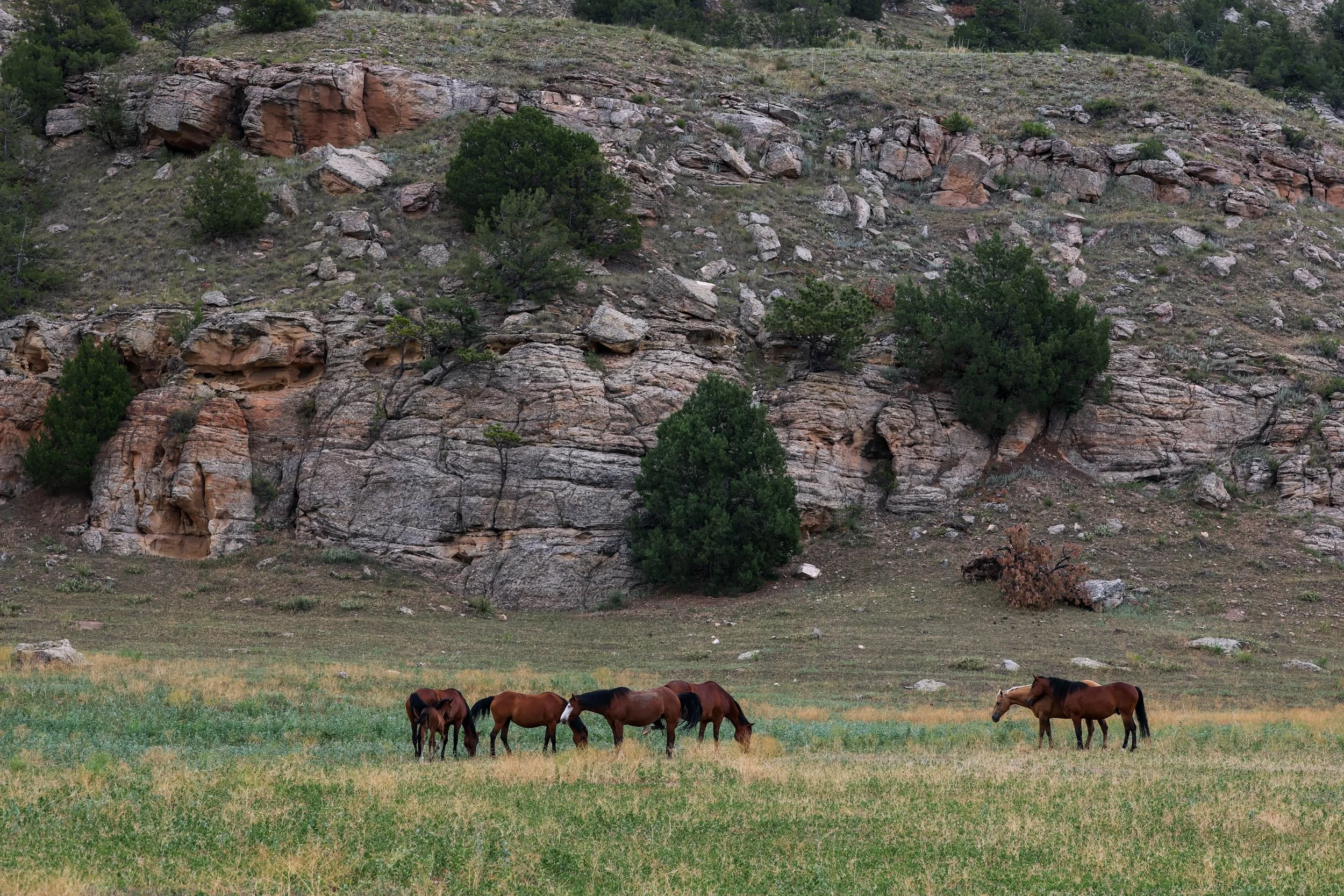 2026 Wild Horses 008.jpg