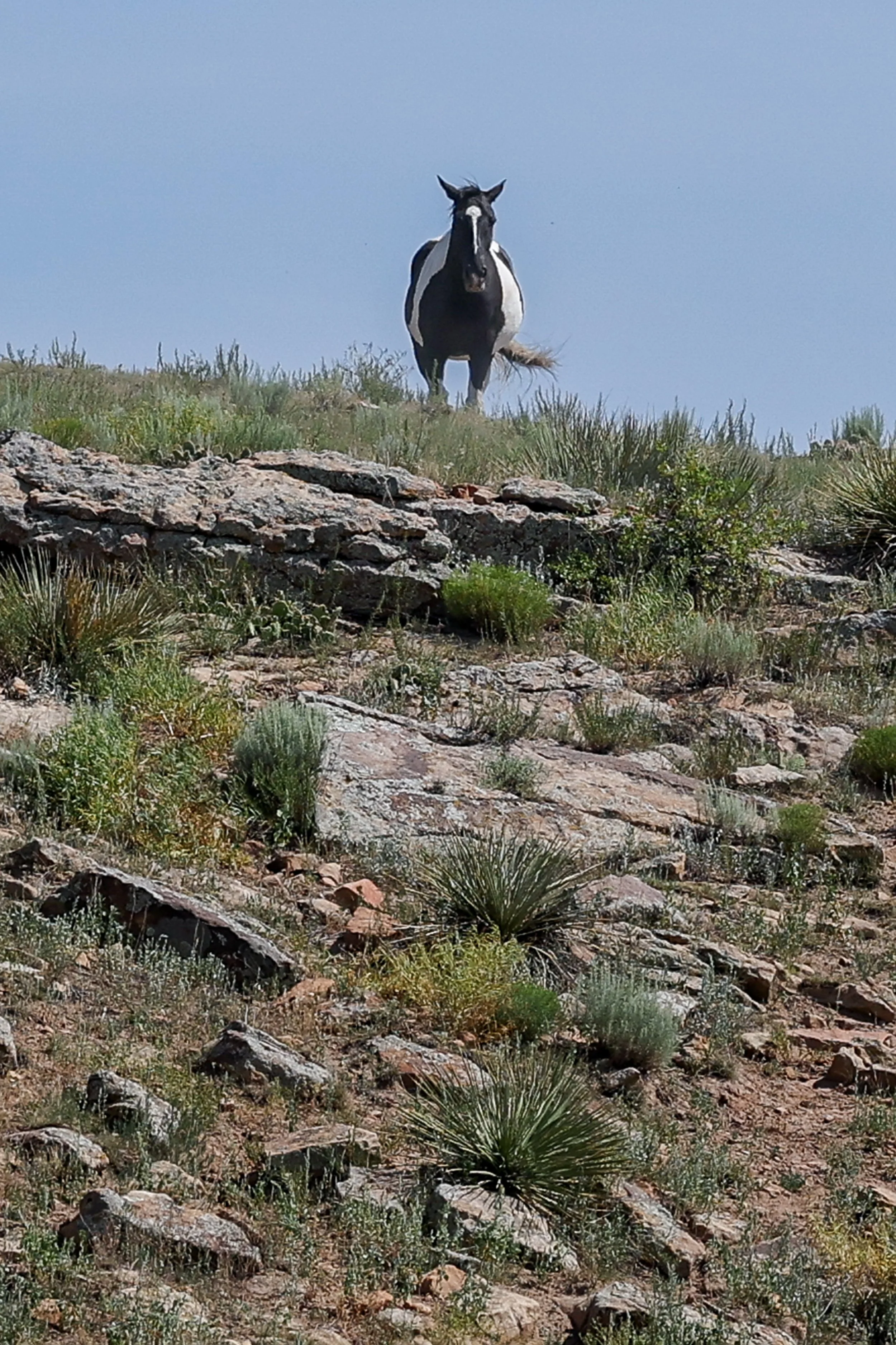 2026 Wild Horses 016.jpg