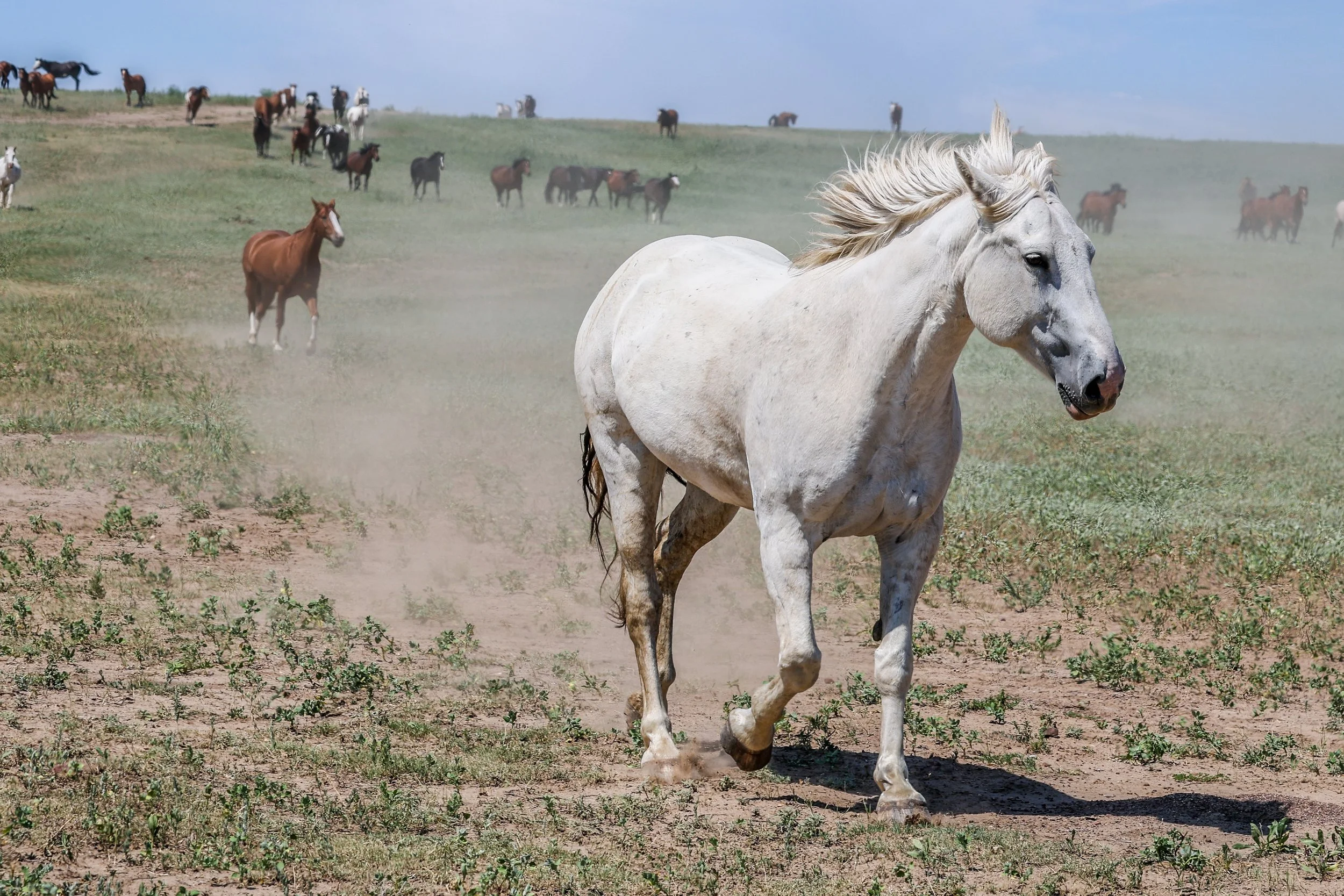 2026 Wild Horses 028.jpg