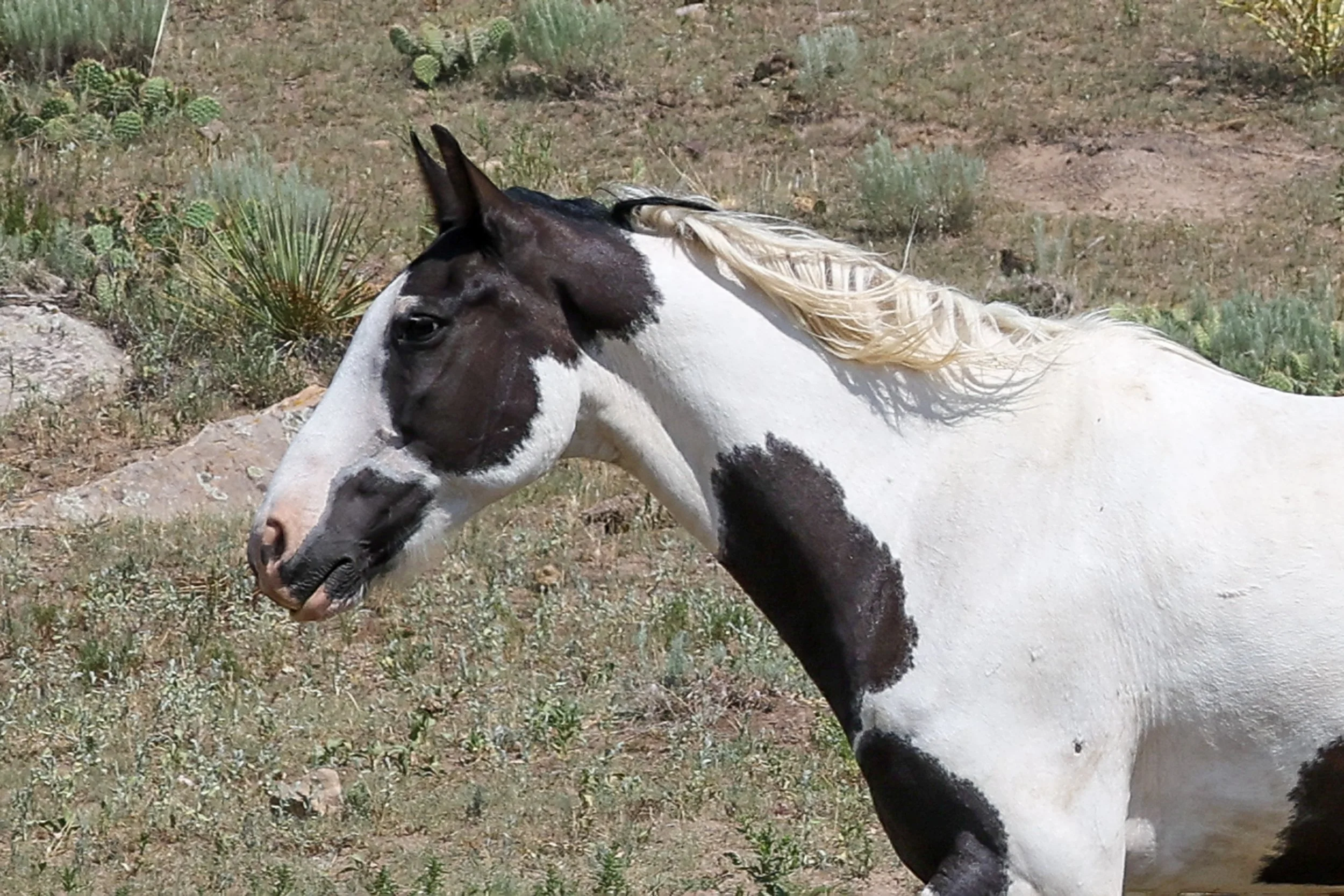 2026 Wild Horses 013.jpg