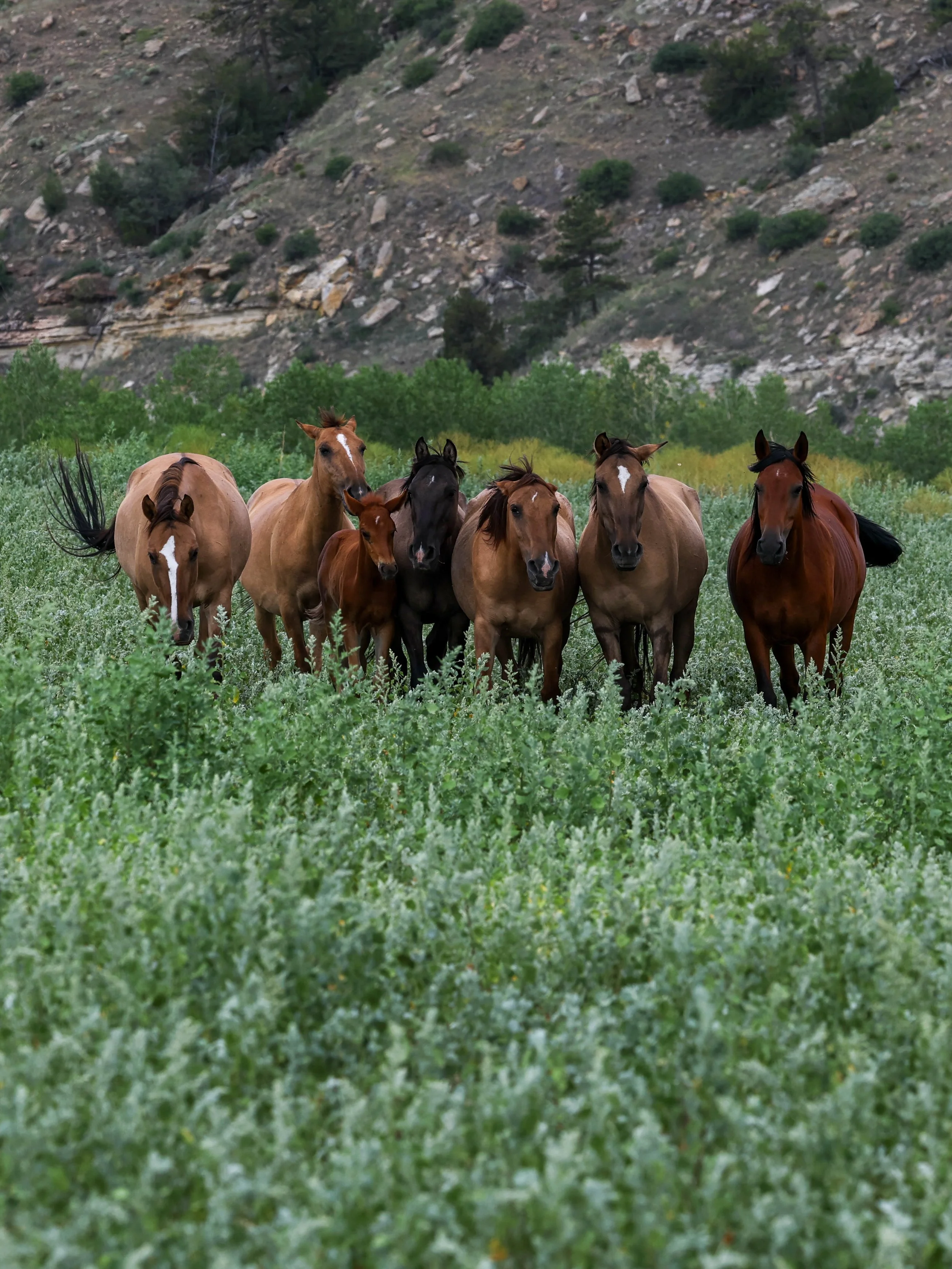 2026 Wild Horses 005.jpg