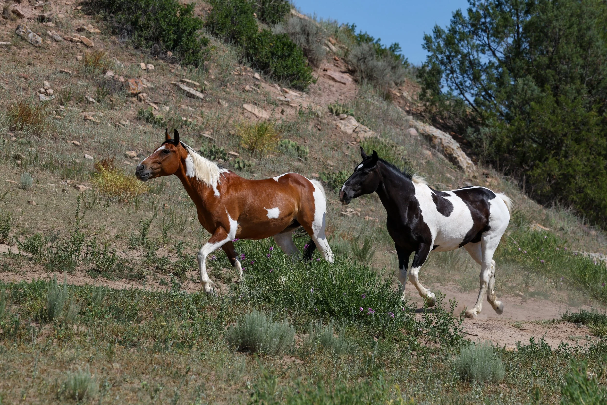 2026 Wild Horses 012.jpg