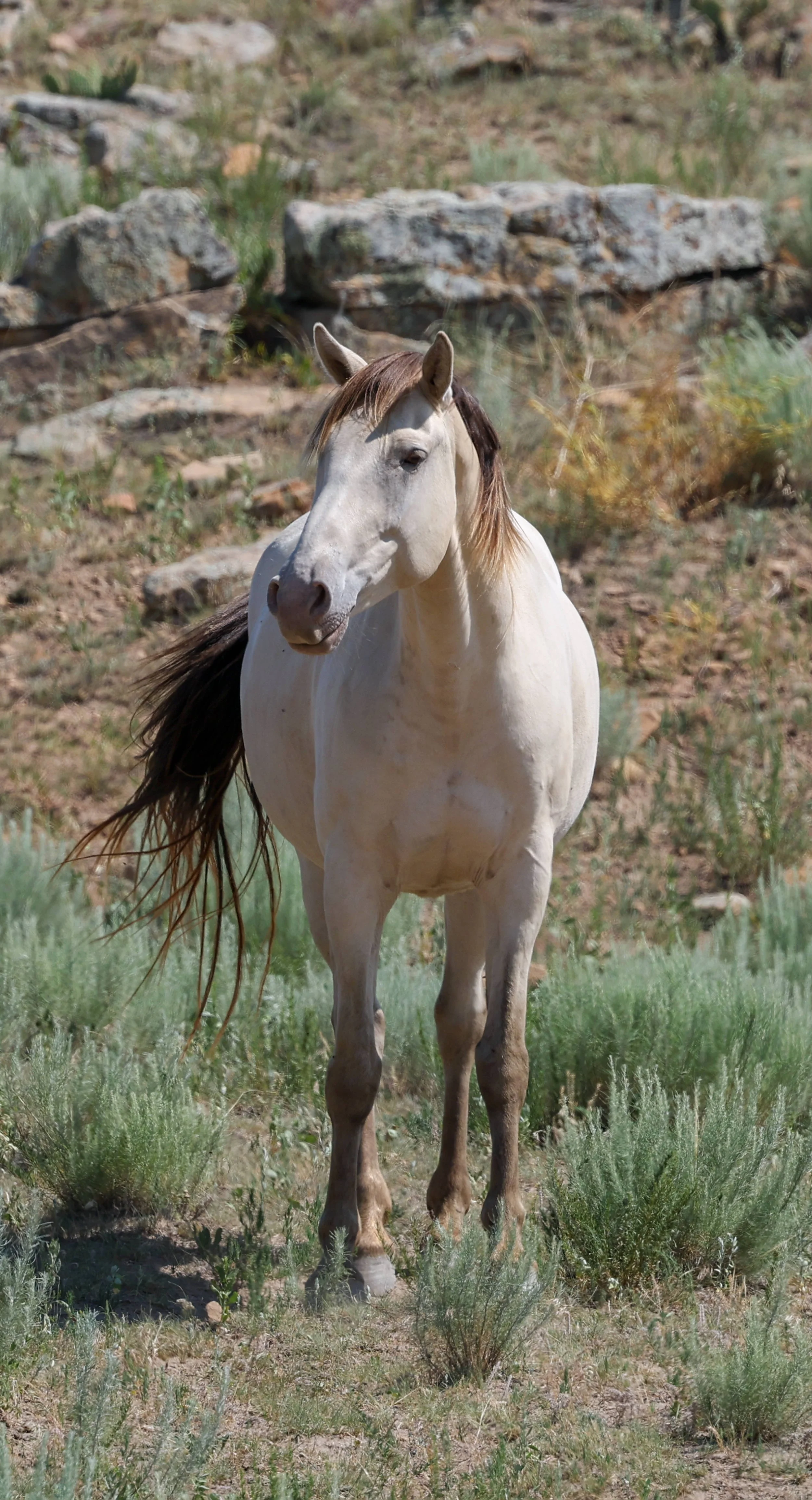 2026 Wild Horses 018.jpg
