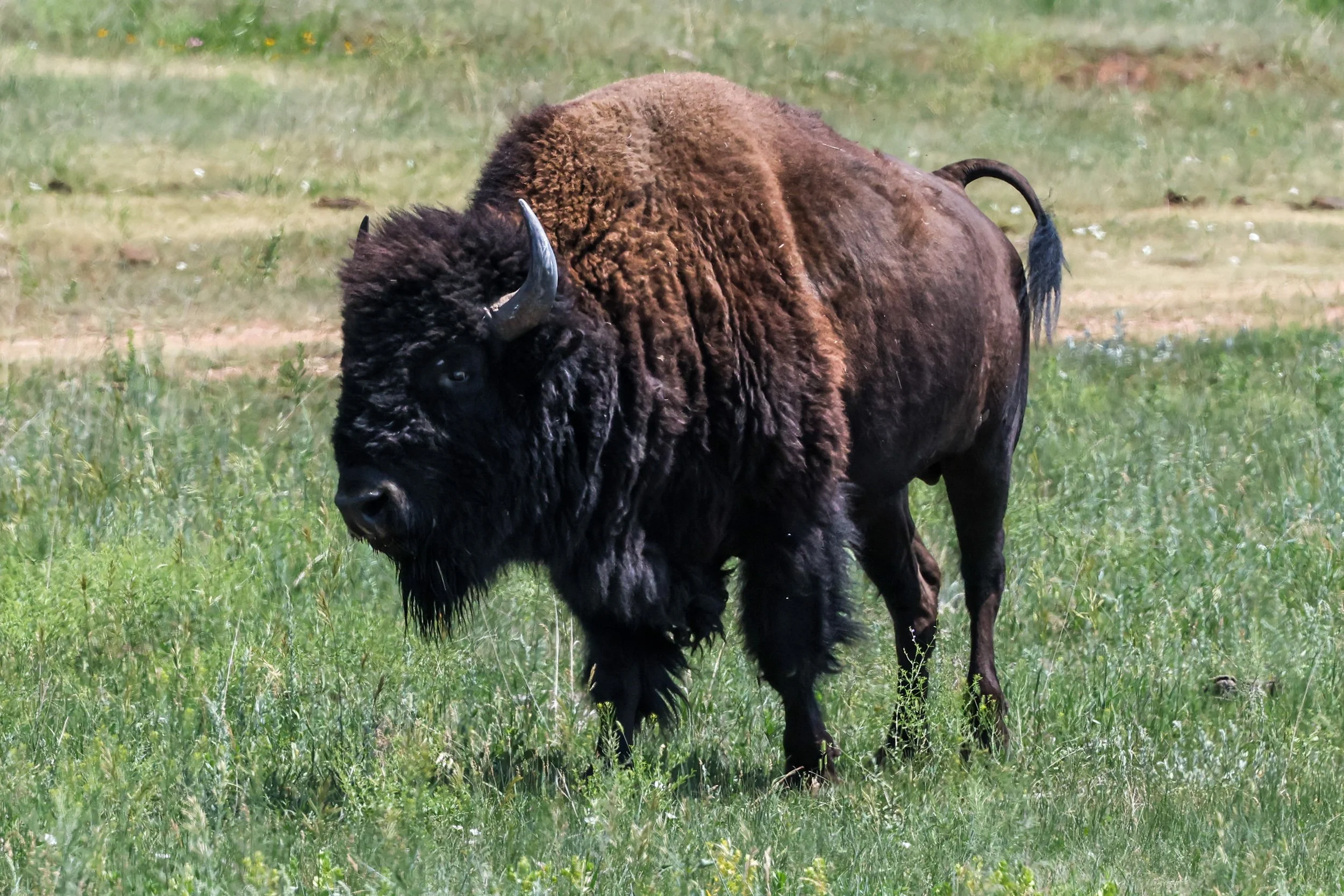 2026 South Dakota 007.jpg