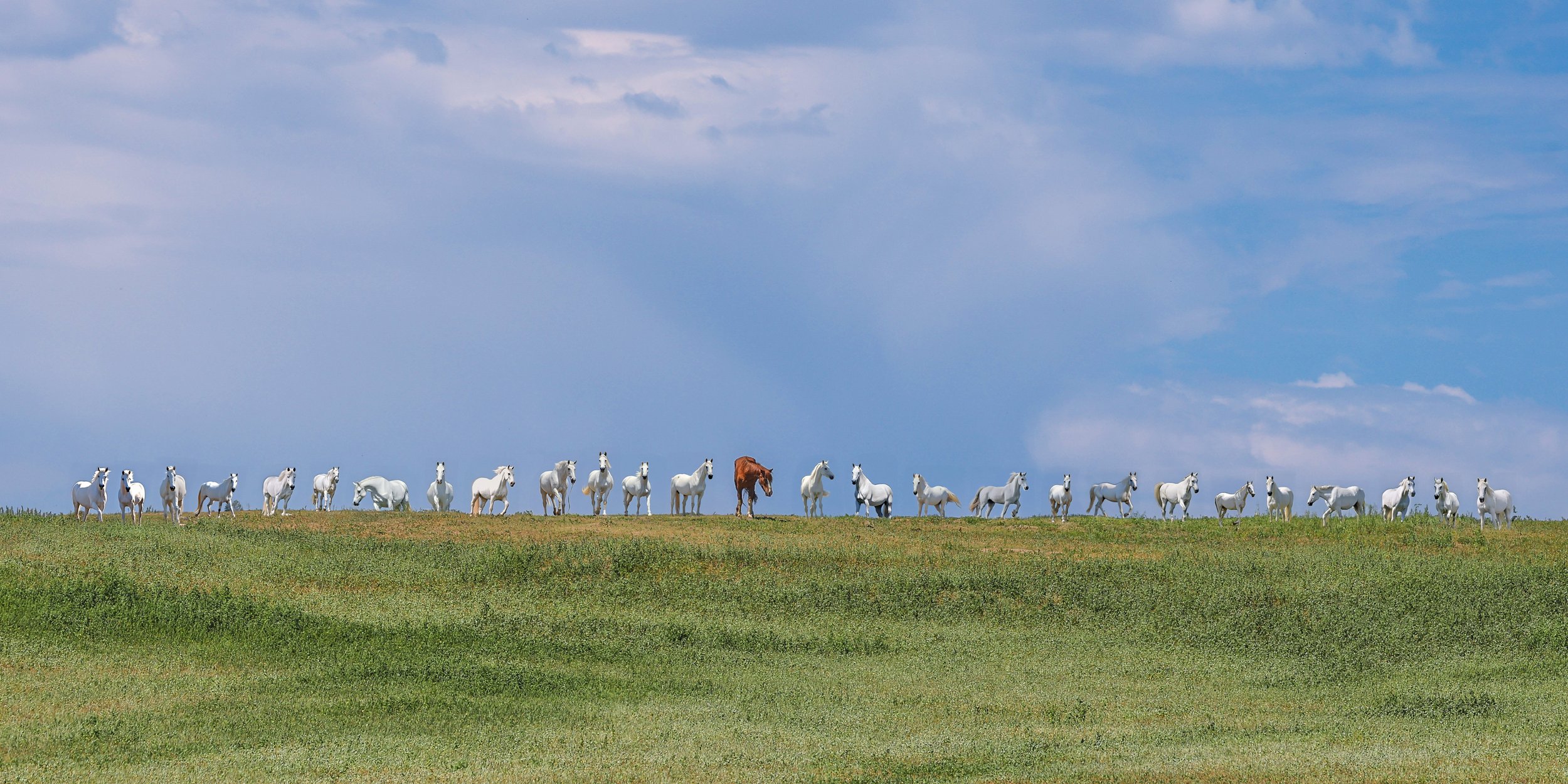 2026 Wild Horses 023A.jpg
