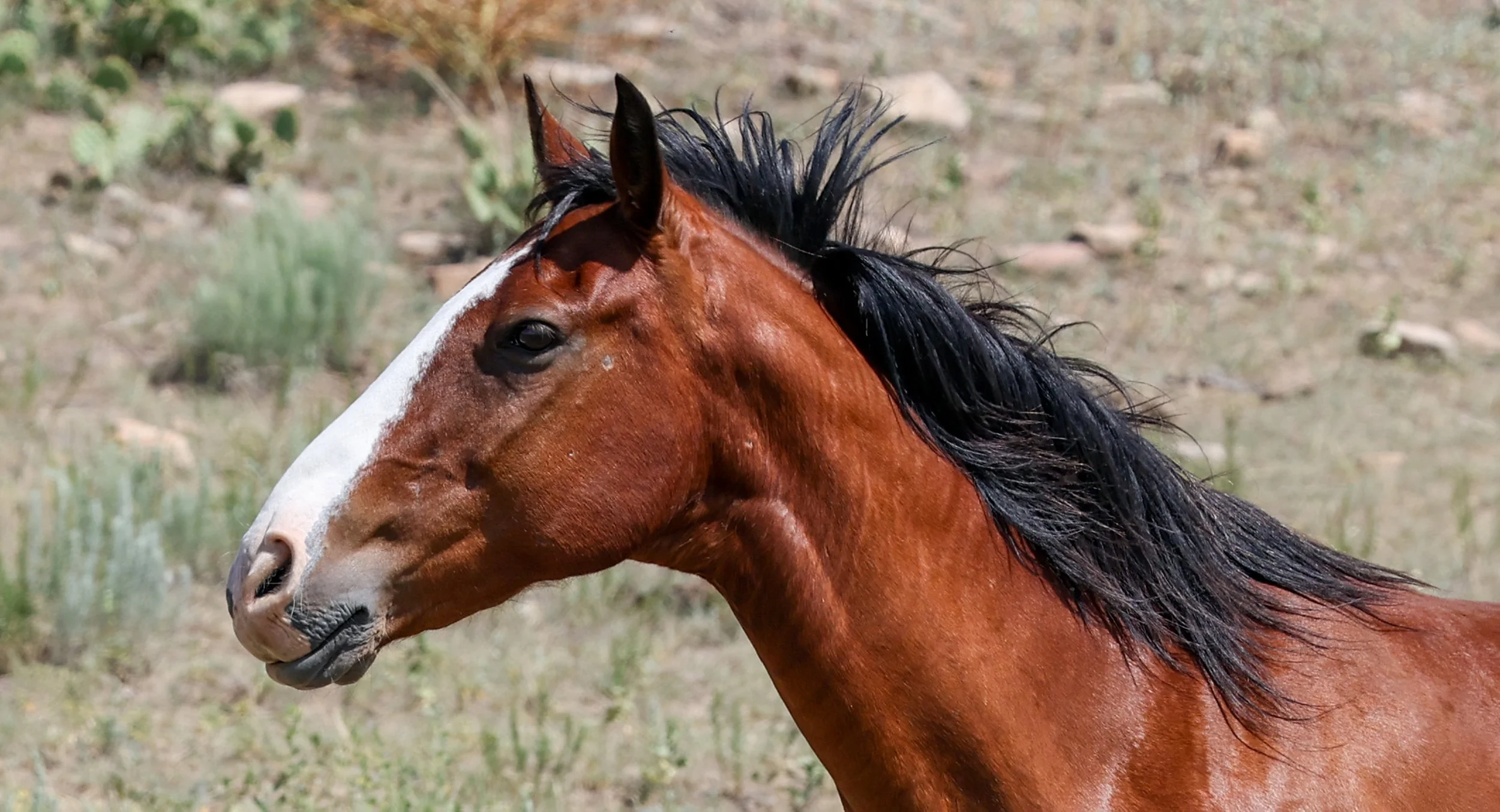 2026 Wild Horses 020.jpg