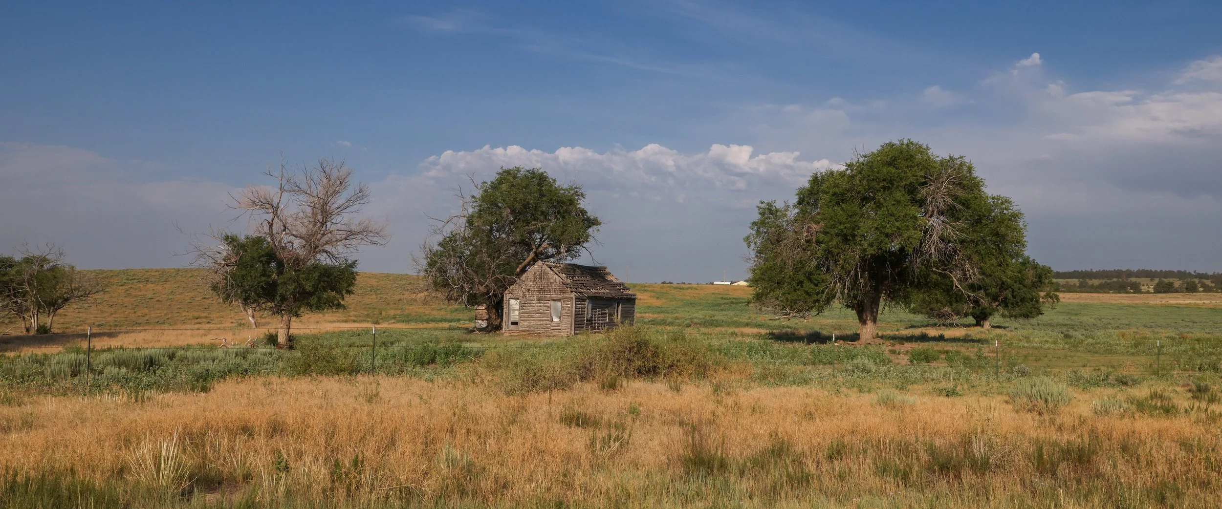 2026 Wild Horses 009.jpg