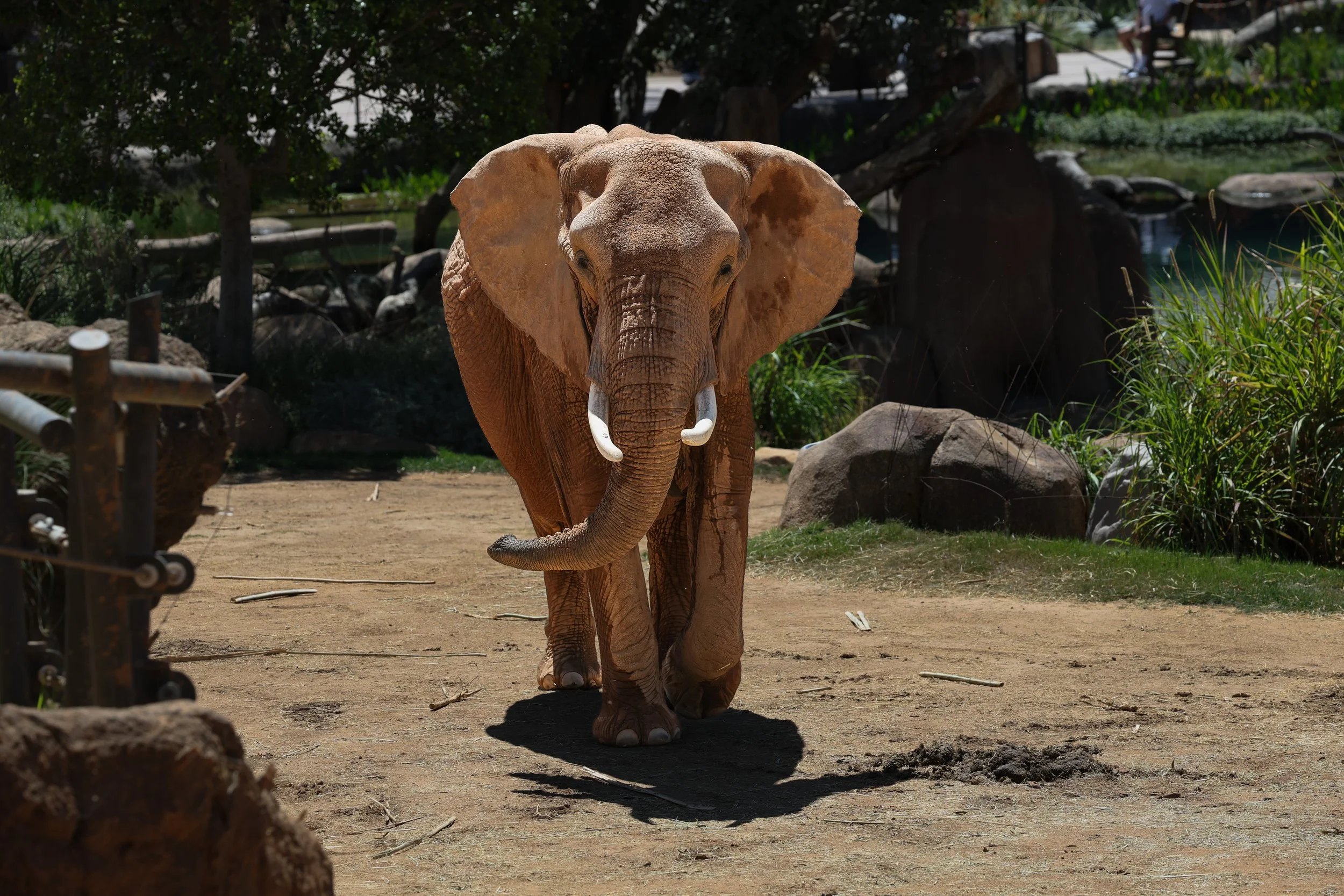 2026 San Diego Safari Park 017.jpg