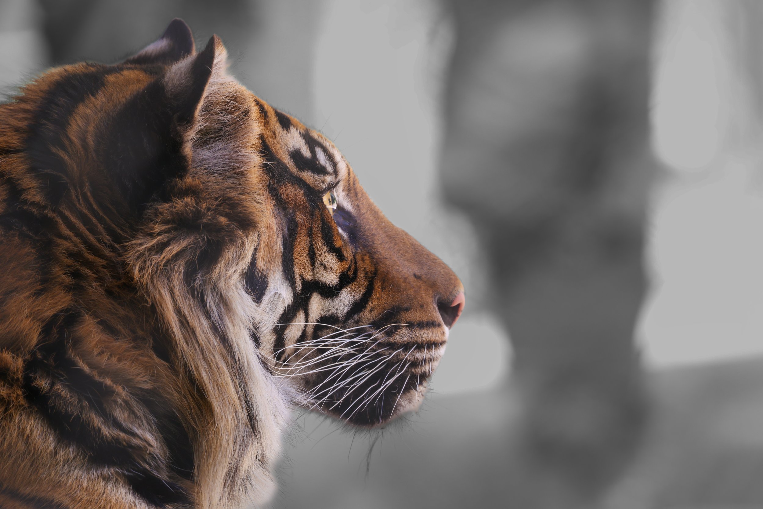 2026 San Diego Safari Park 007.jpg