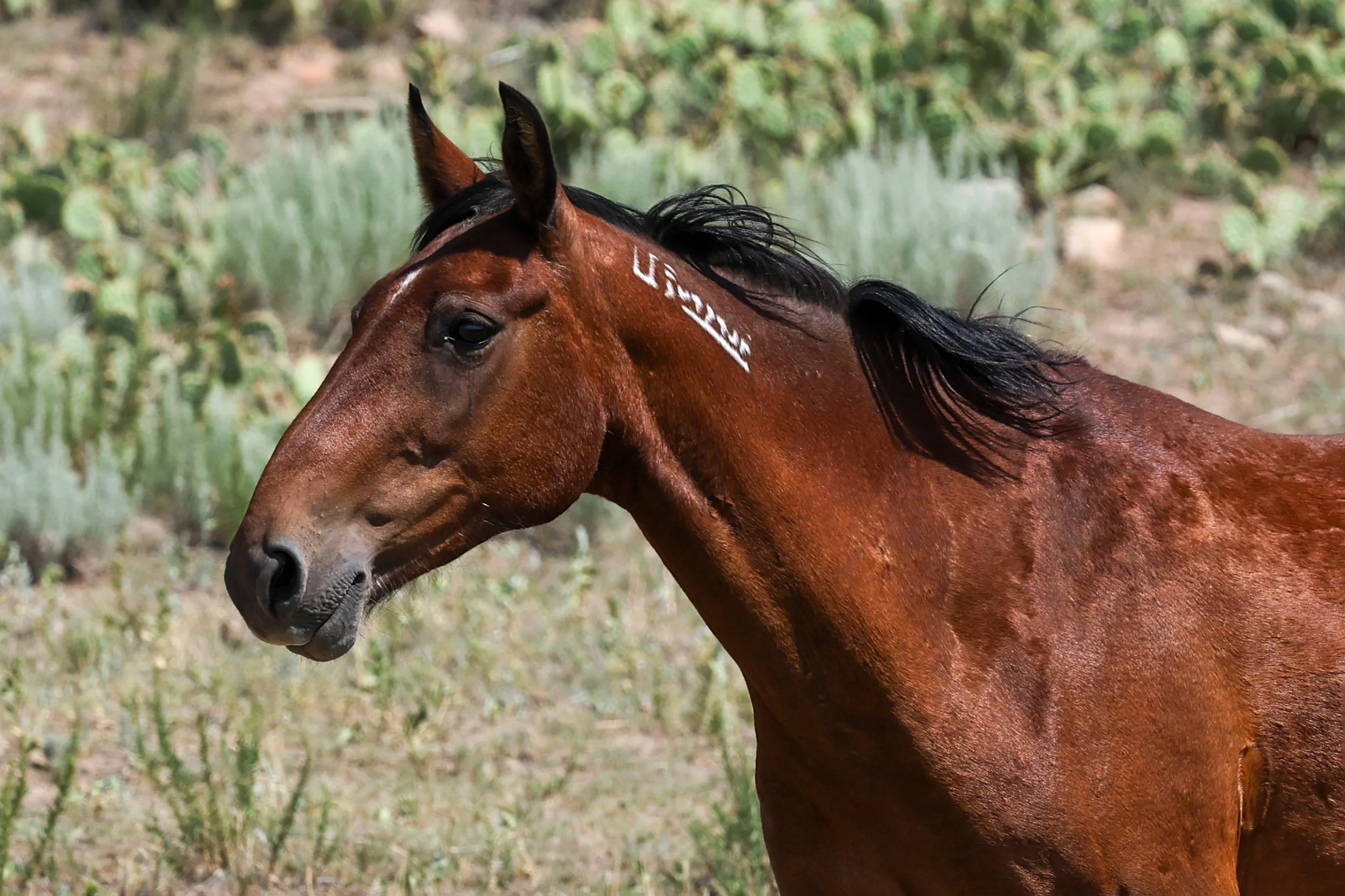 2026 Wild Horses 014.jpg