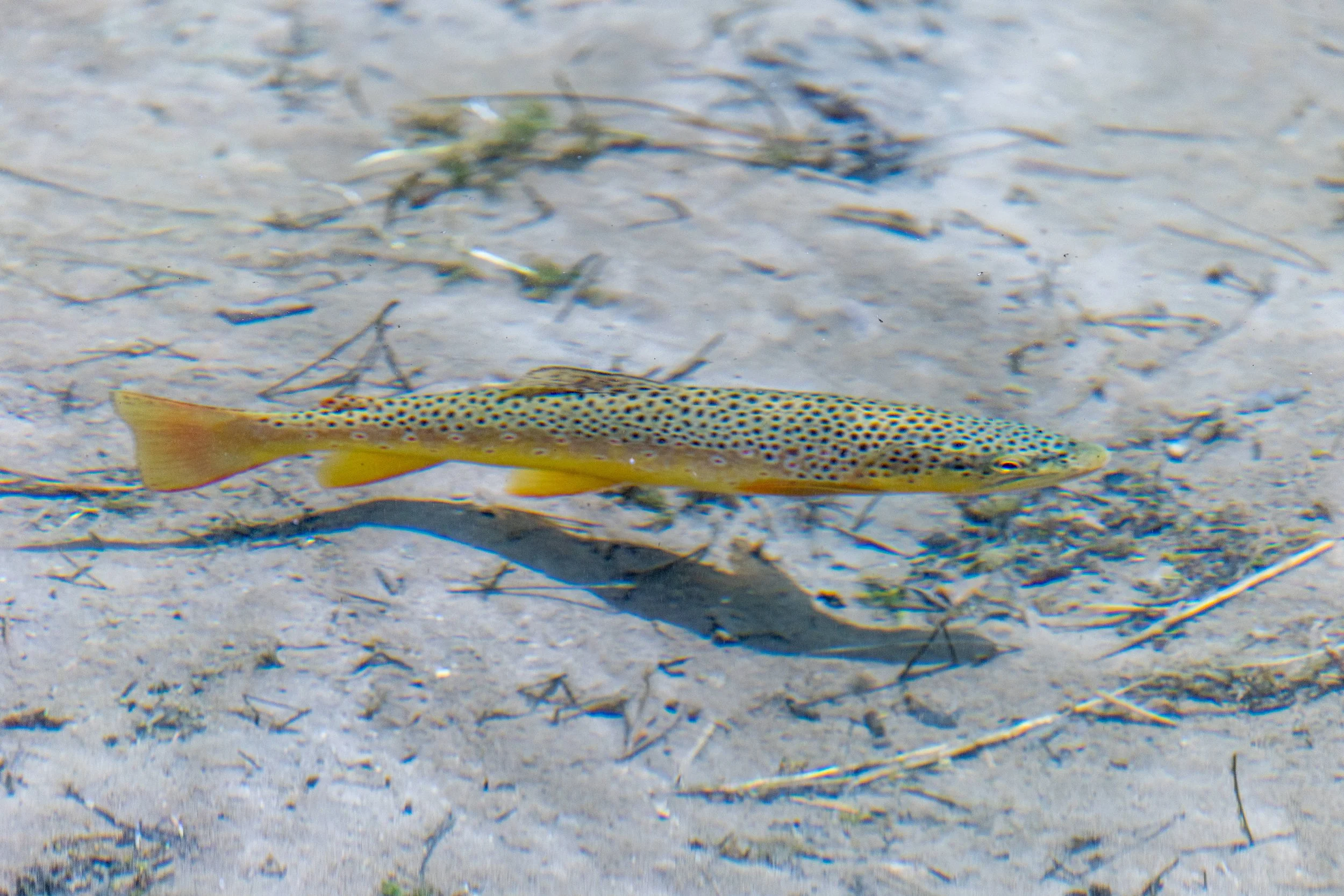 2026 South Dakota FISH 05.jpg