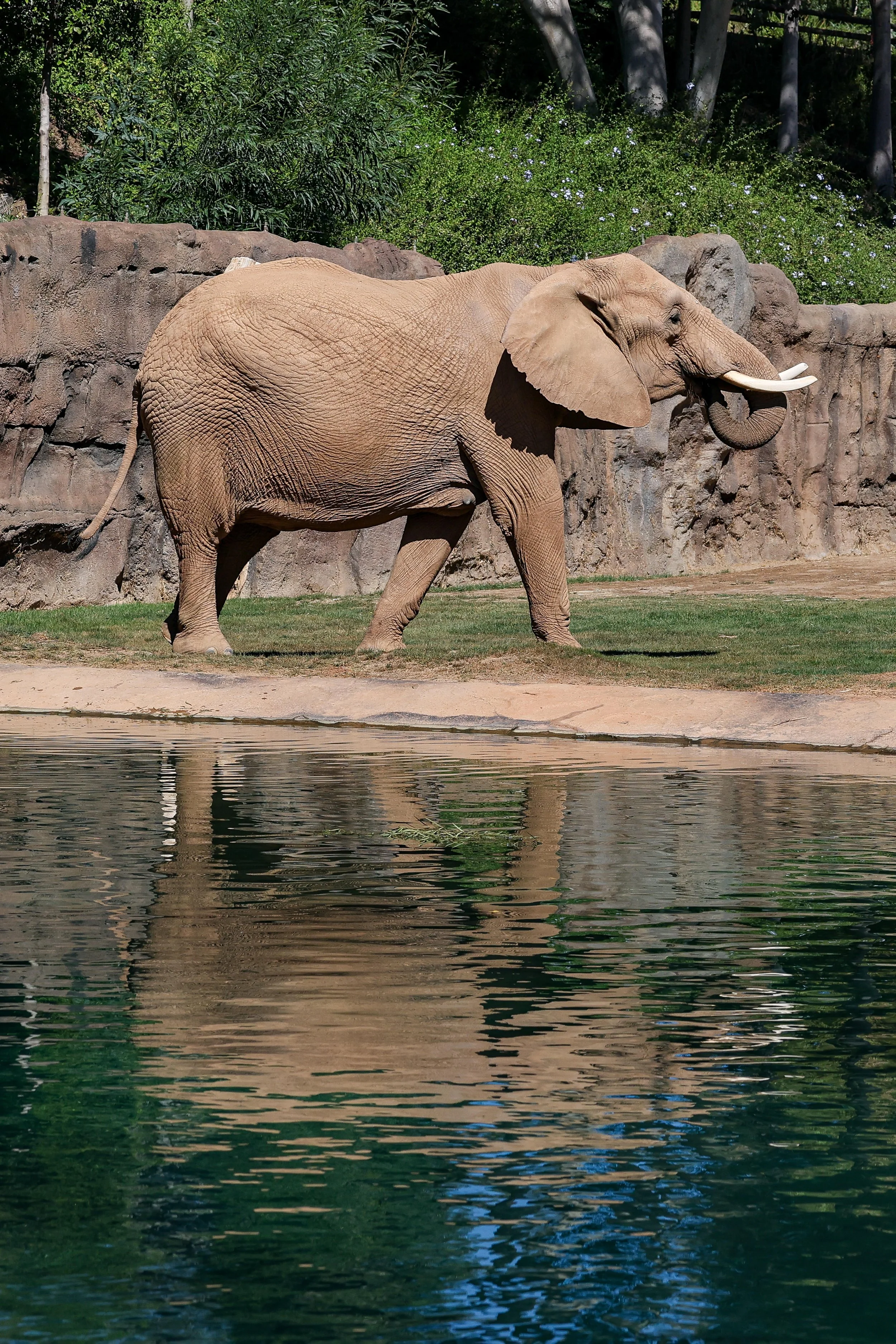 2026 San Diego Safari Park 013.jpg