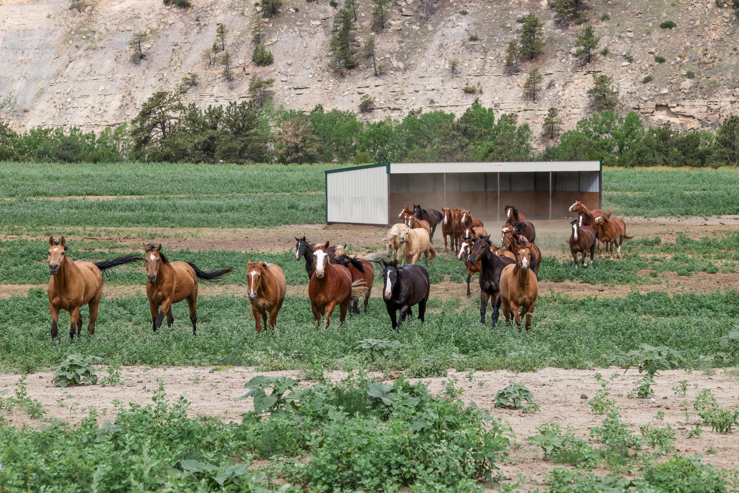 2026 Wild Horses 025.jpg