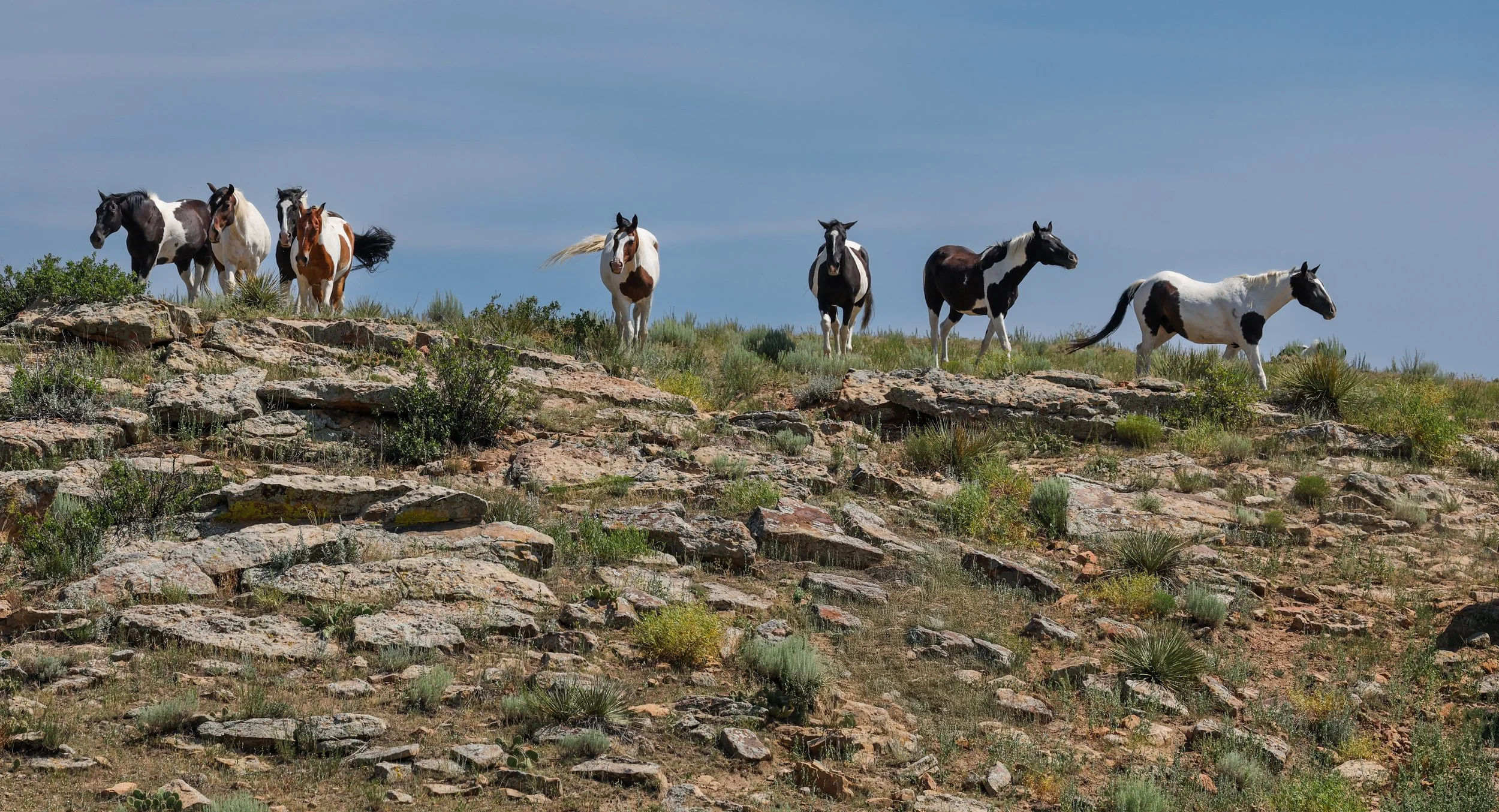 2026 Wild Horses 017.jpg