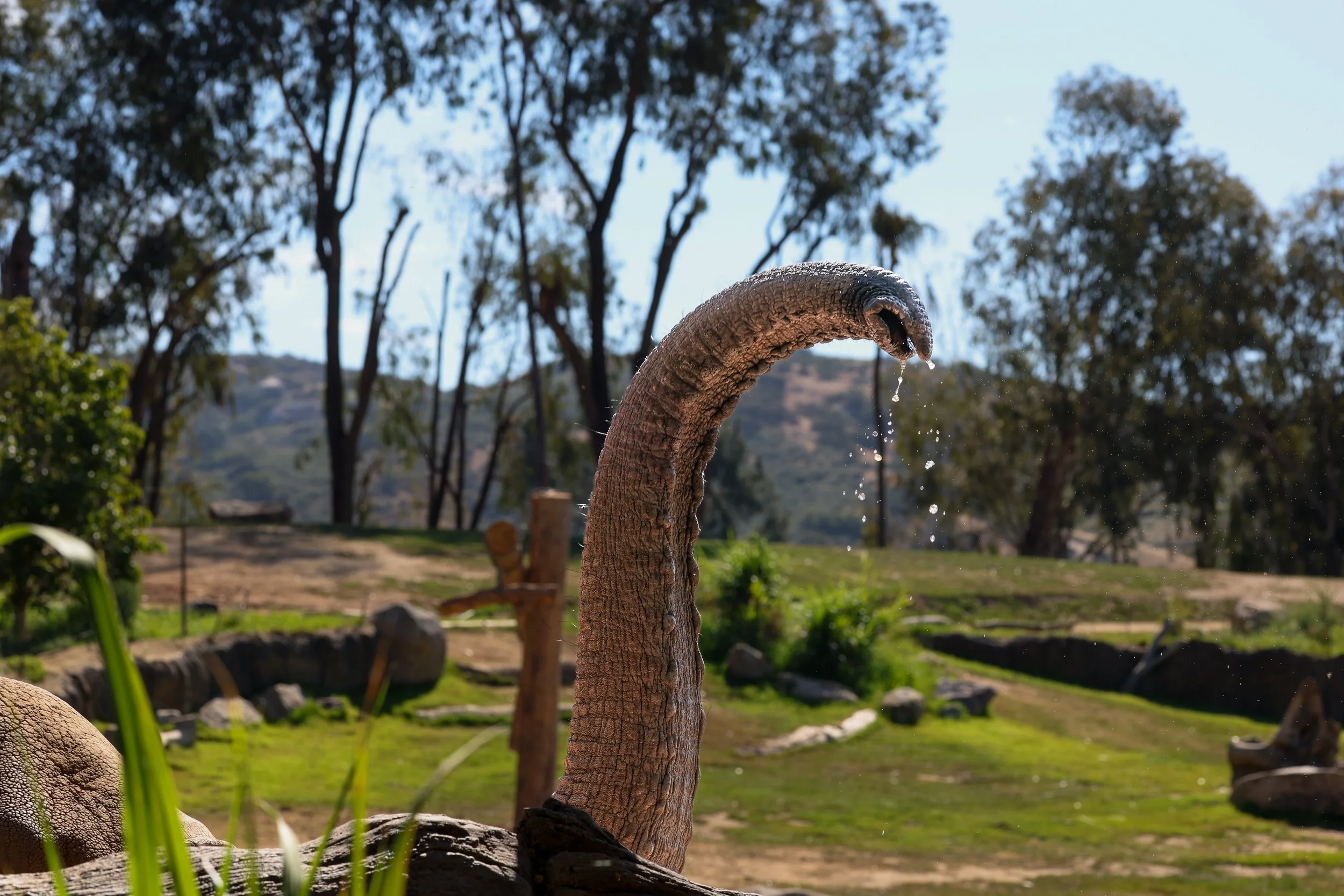 2026 San Diego Safari Park 011.jpg