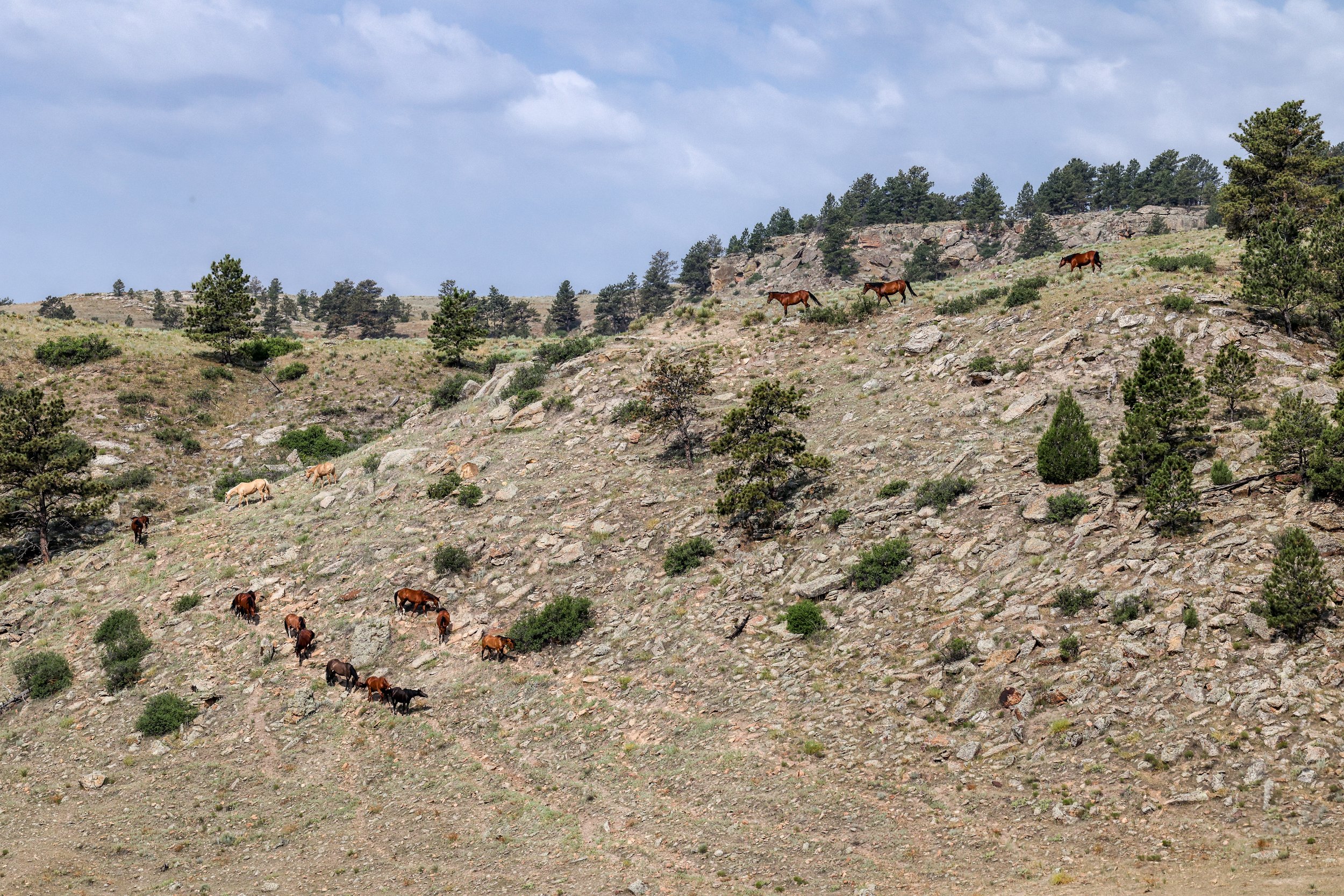 2026 Wild Horses 026.jpg