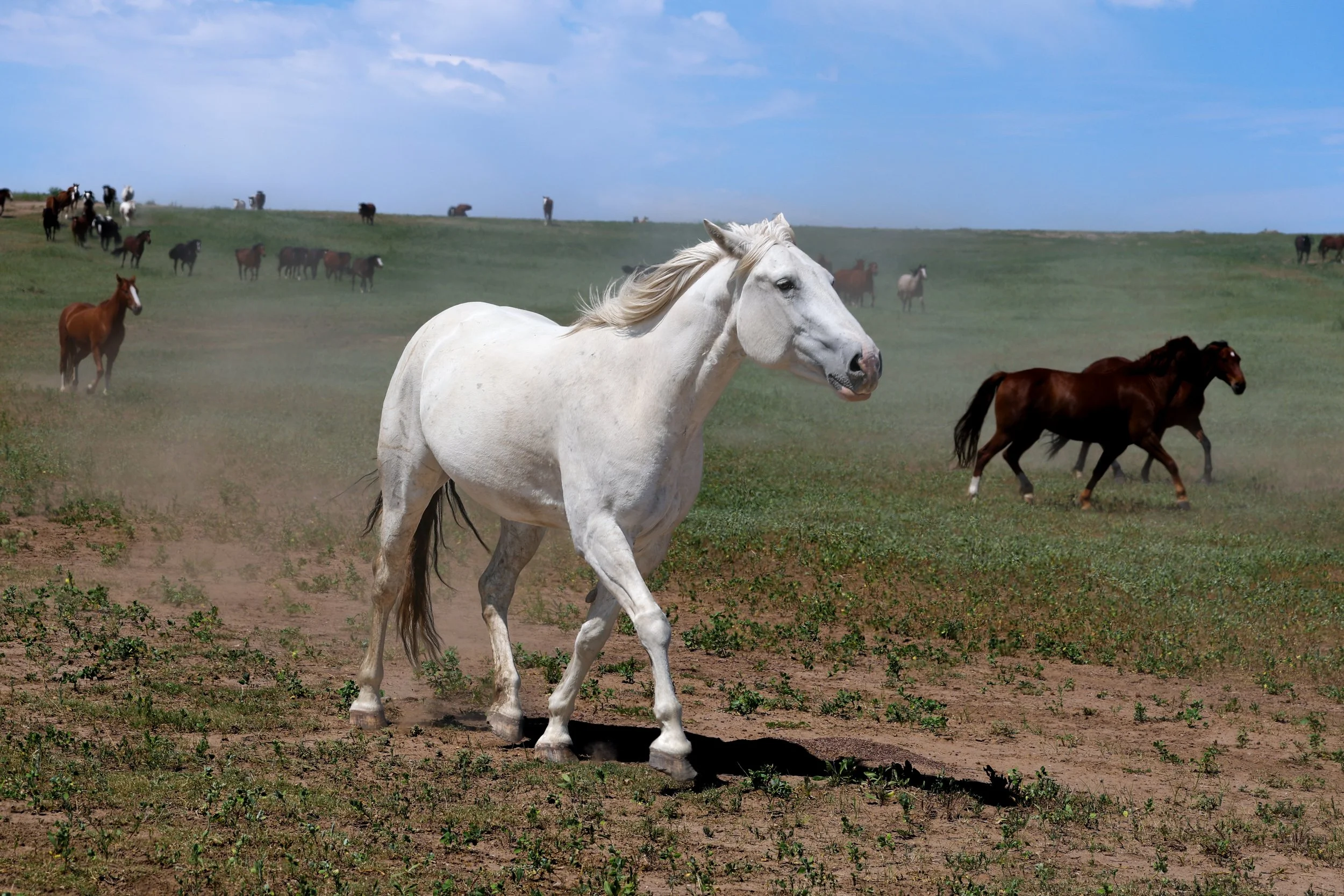 2026 Wild Horses 022.jpg