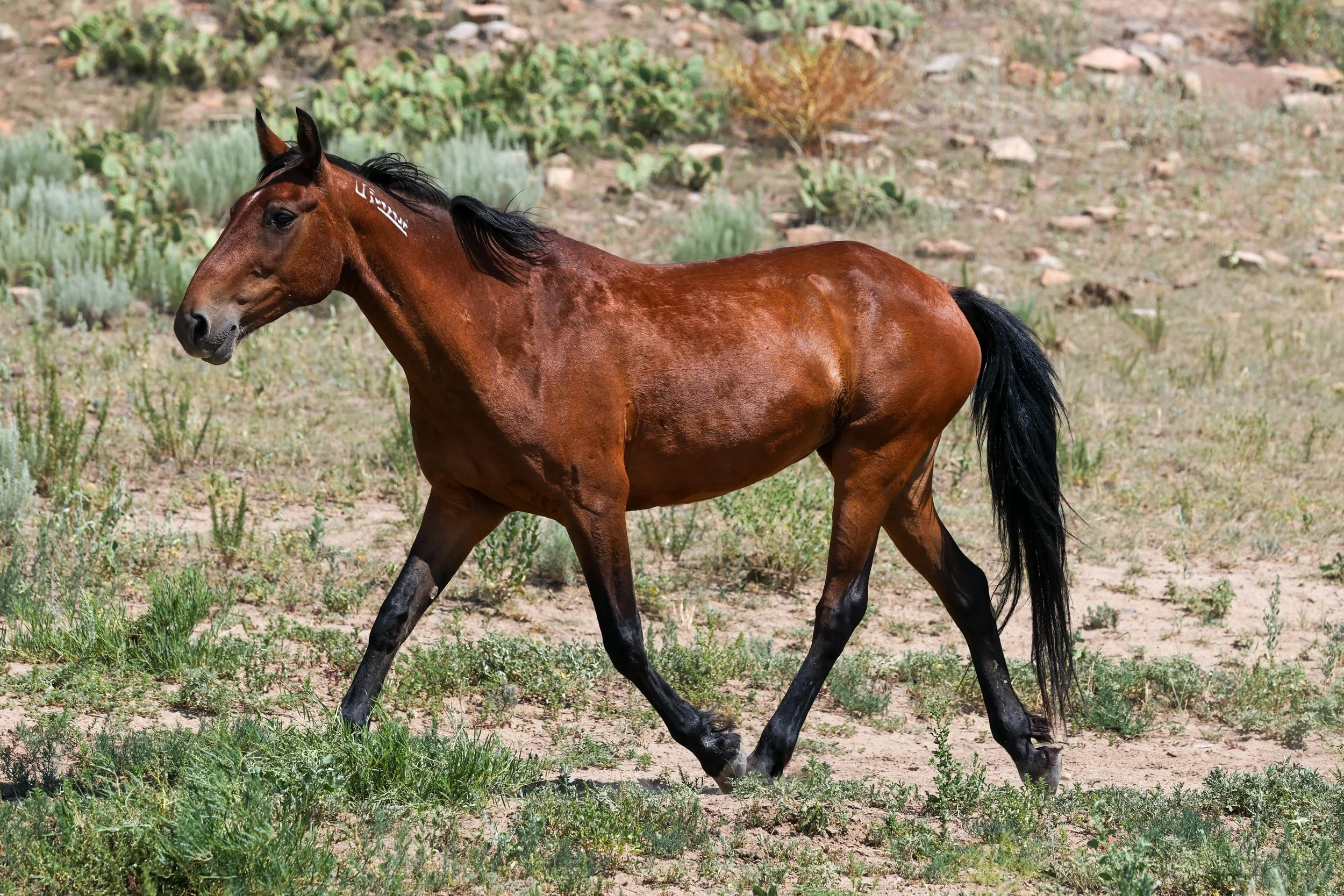 2026 Wild Horses 010.jpg