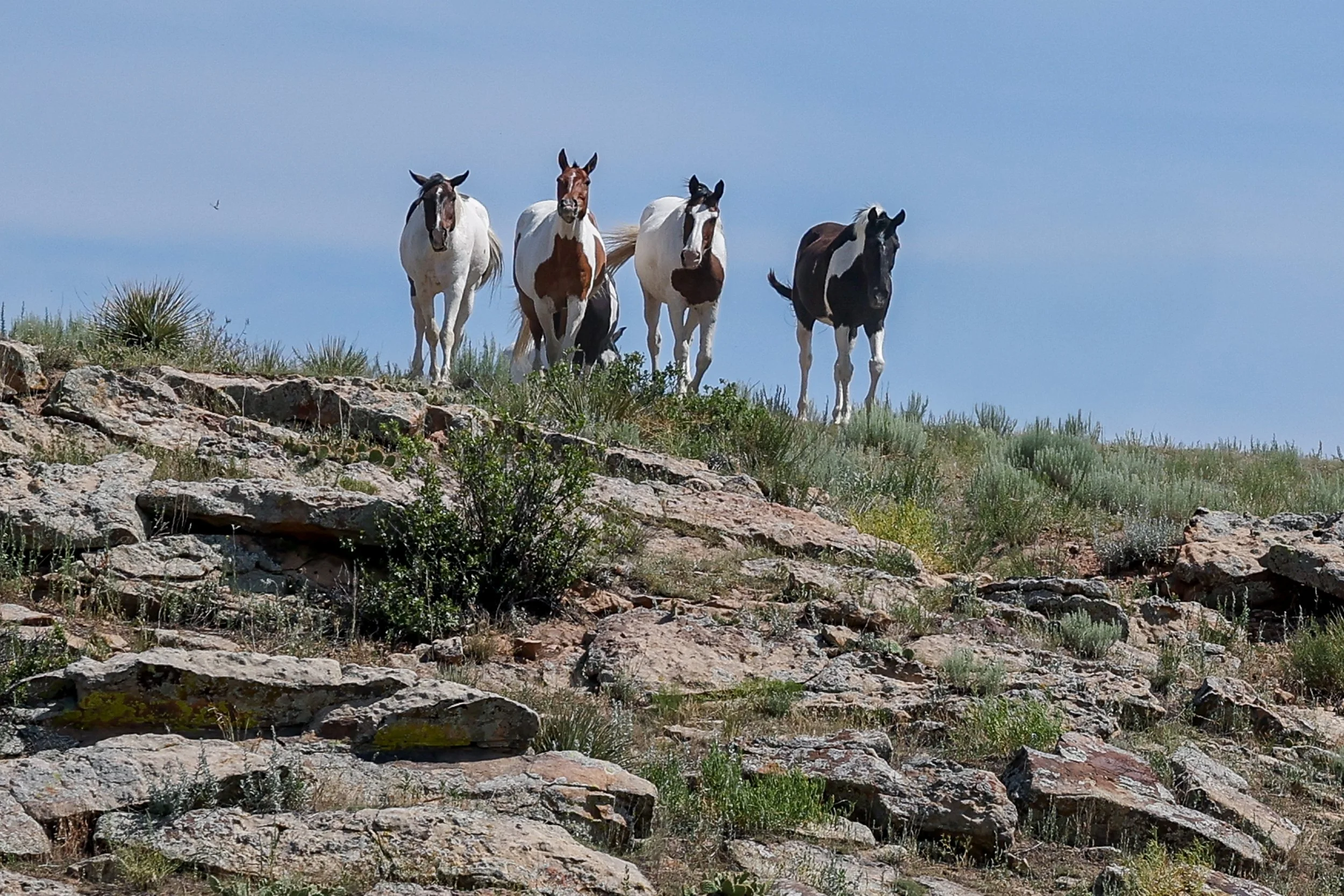 2026 Wild Horses 015.jpg